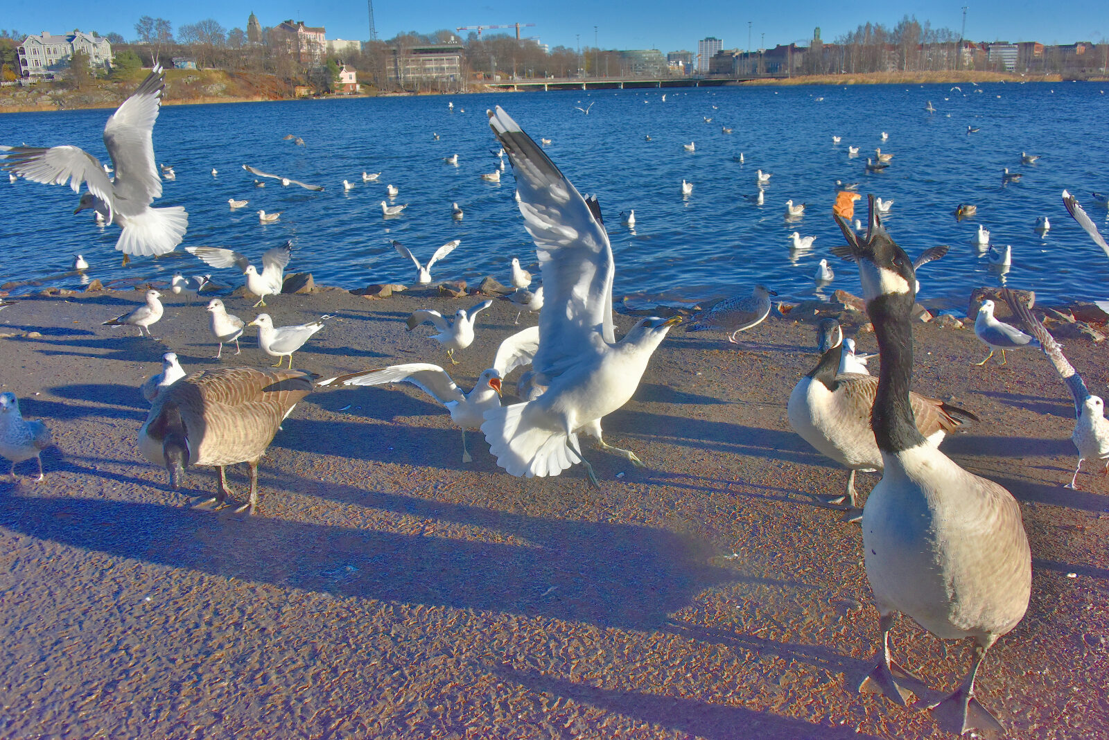 Valokuvaaja: Reijo Juurinen Valokuvaaja: Reijo Juurinen