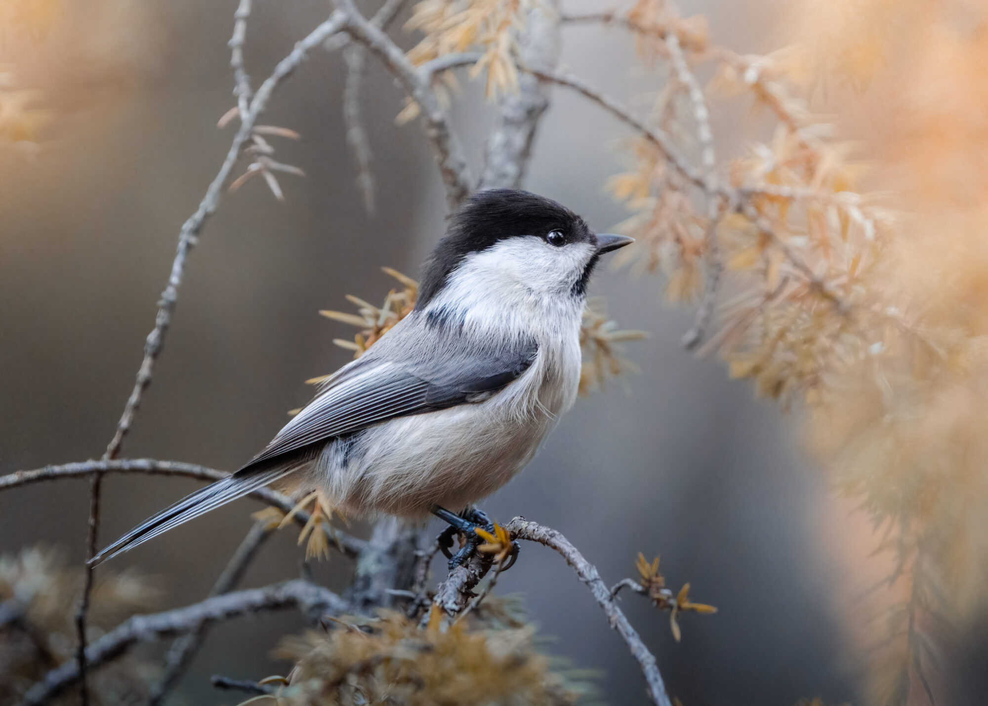 Valokuvaaja: Laura Lehtola