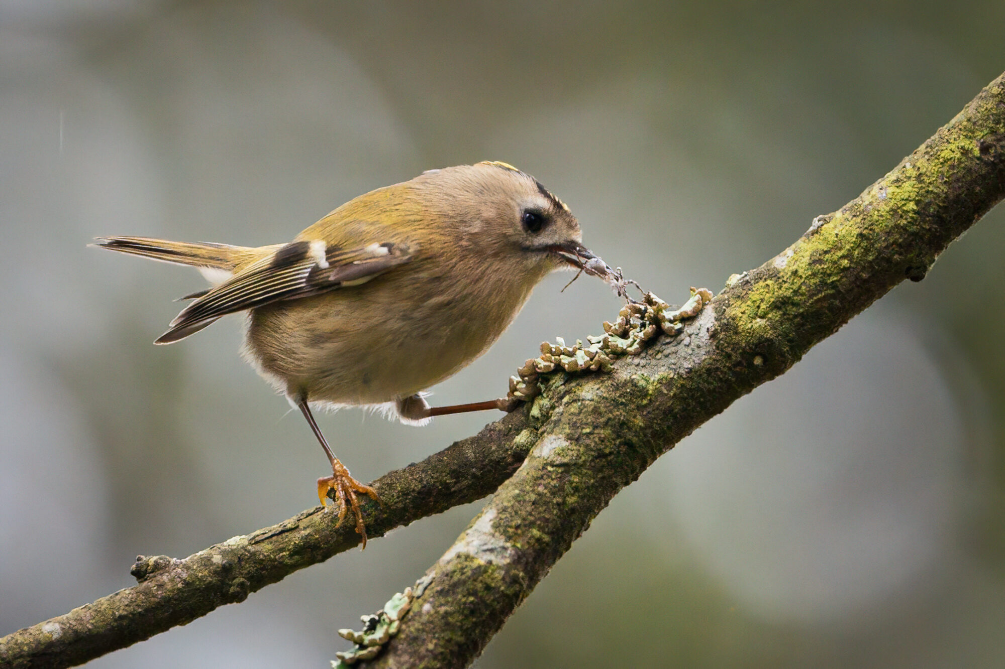 Valokuvaaja: Toni Pälli