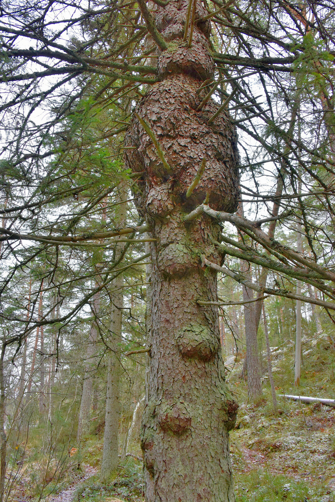 Valokuvaaja: Reijo Juurinen