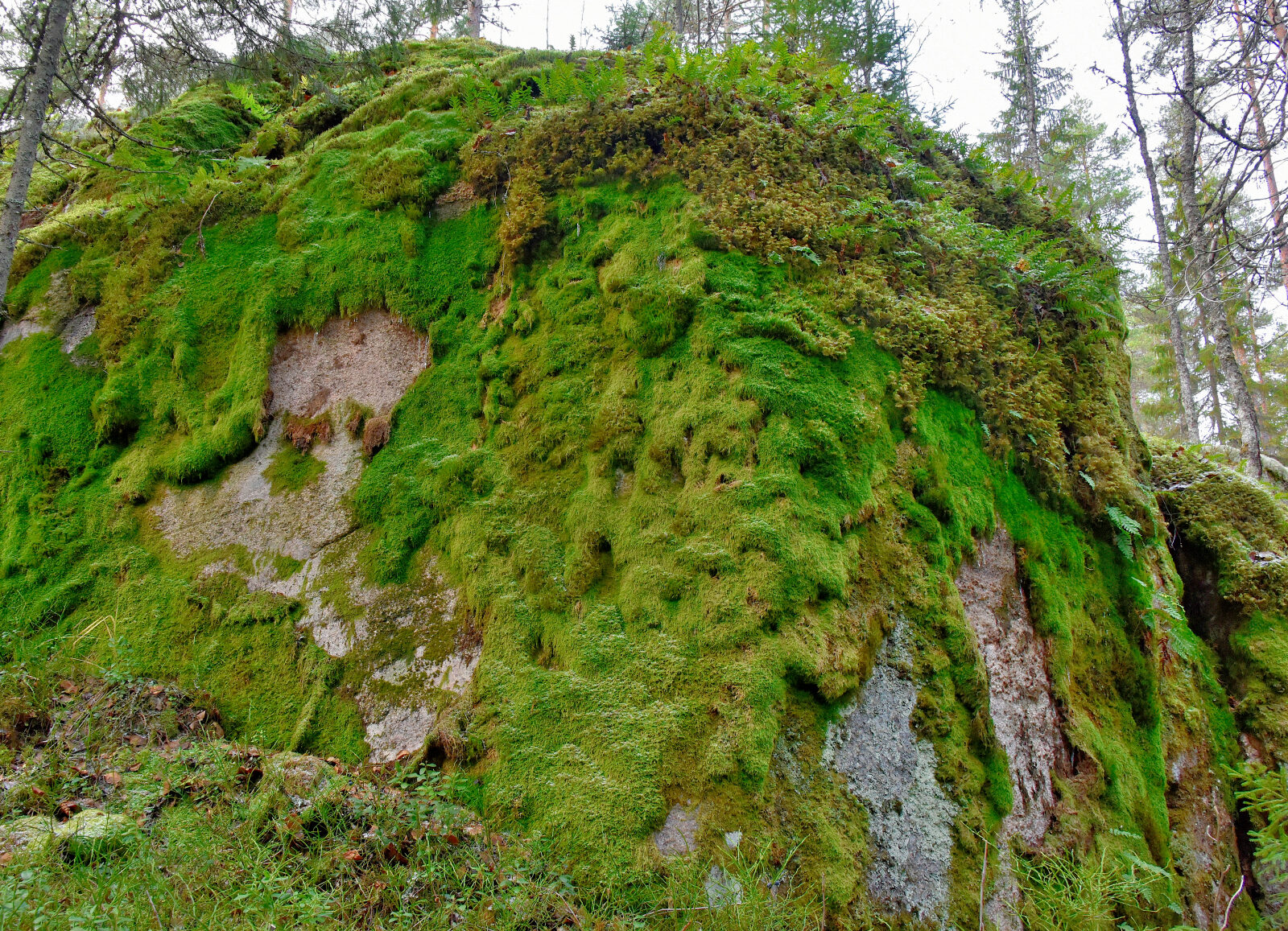 Valokuvaaja: Reijo Juurinen