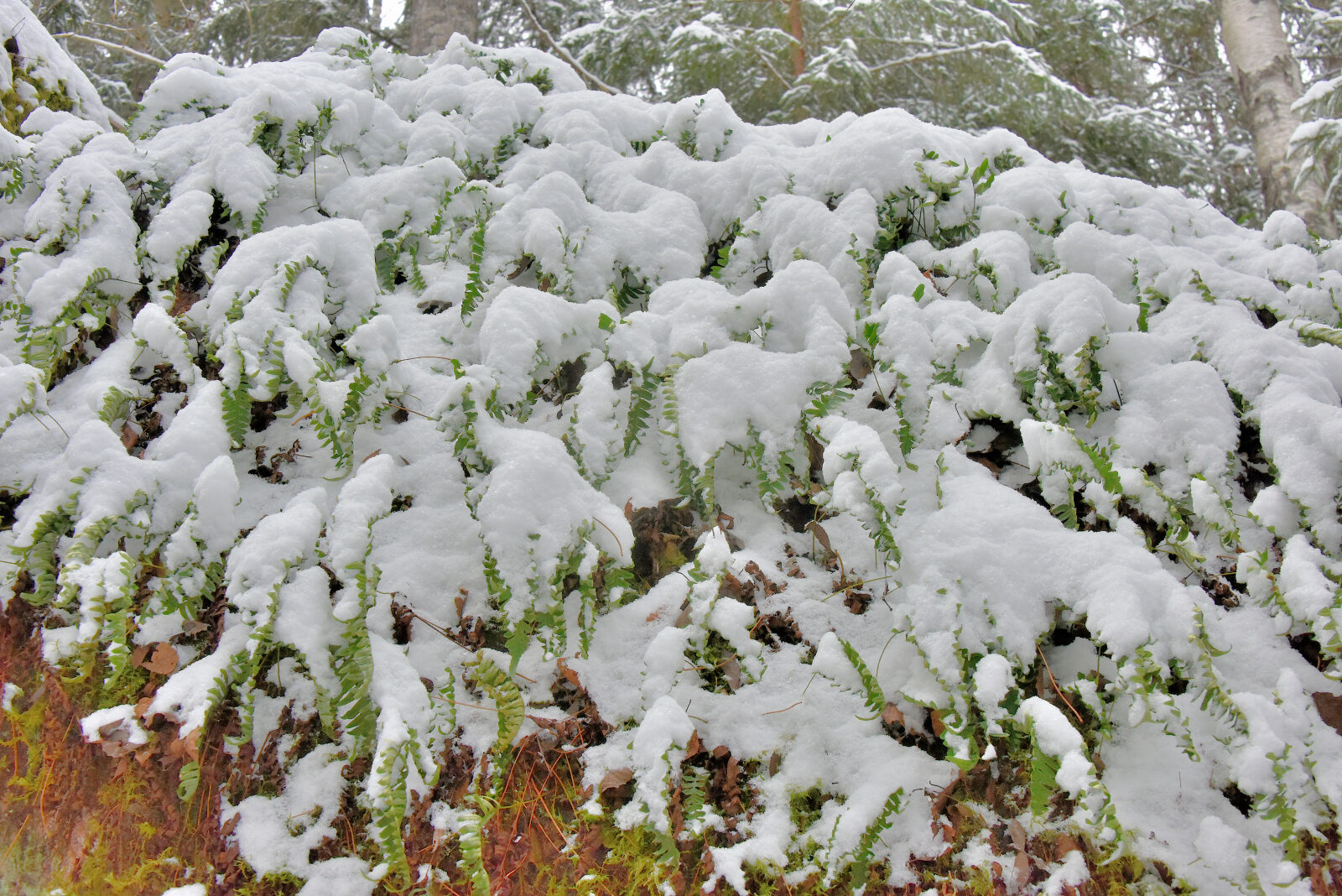 Valokuvaaja: Reijo Juurinen