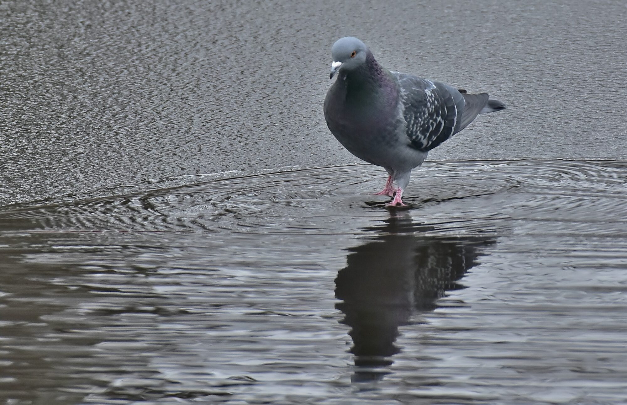 Valokuvaaja: Markku Pelkonen