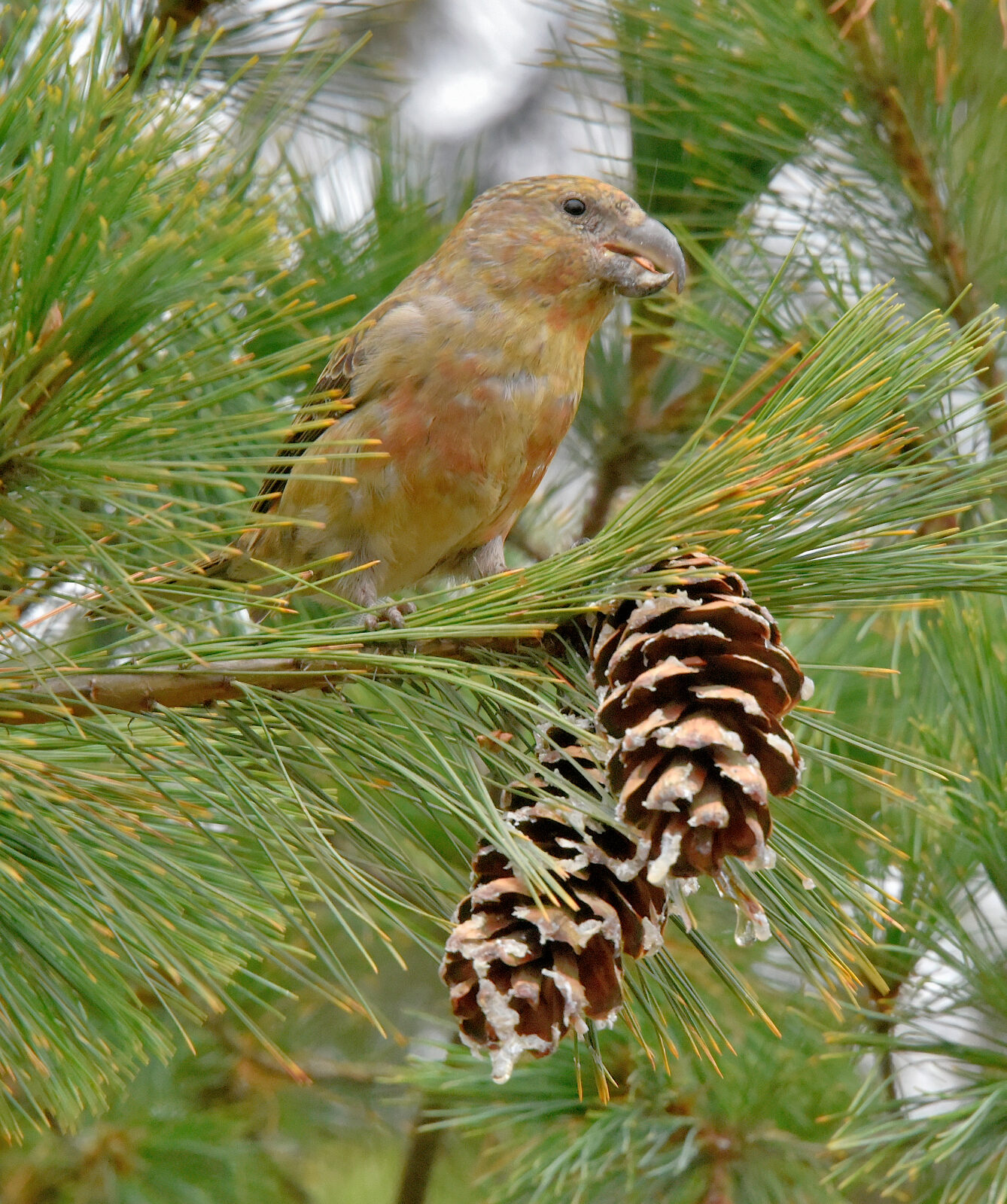 Valokuvaaja: Reijo Juurinen