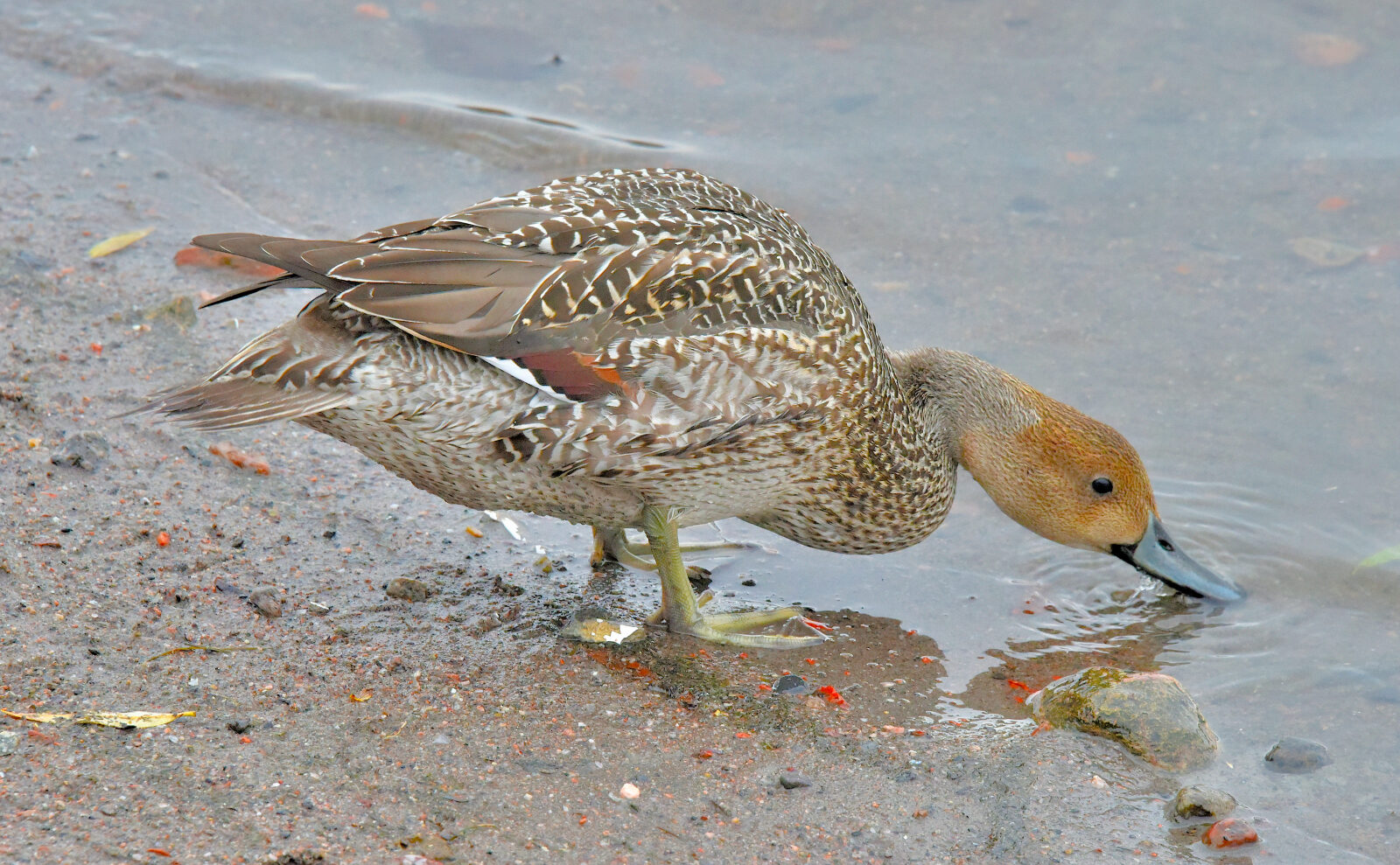 Valokuvaaja: Reijo Juurinen