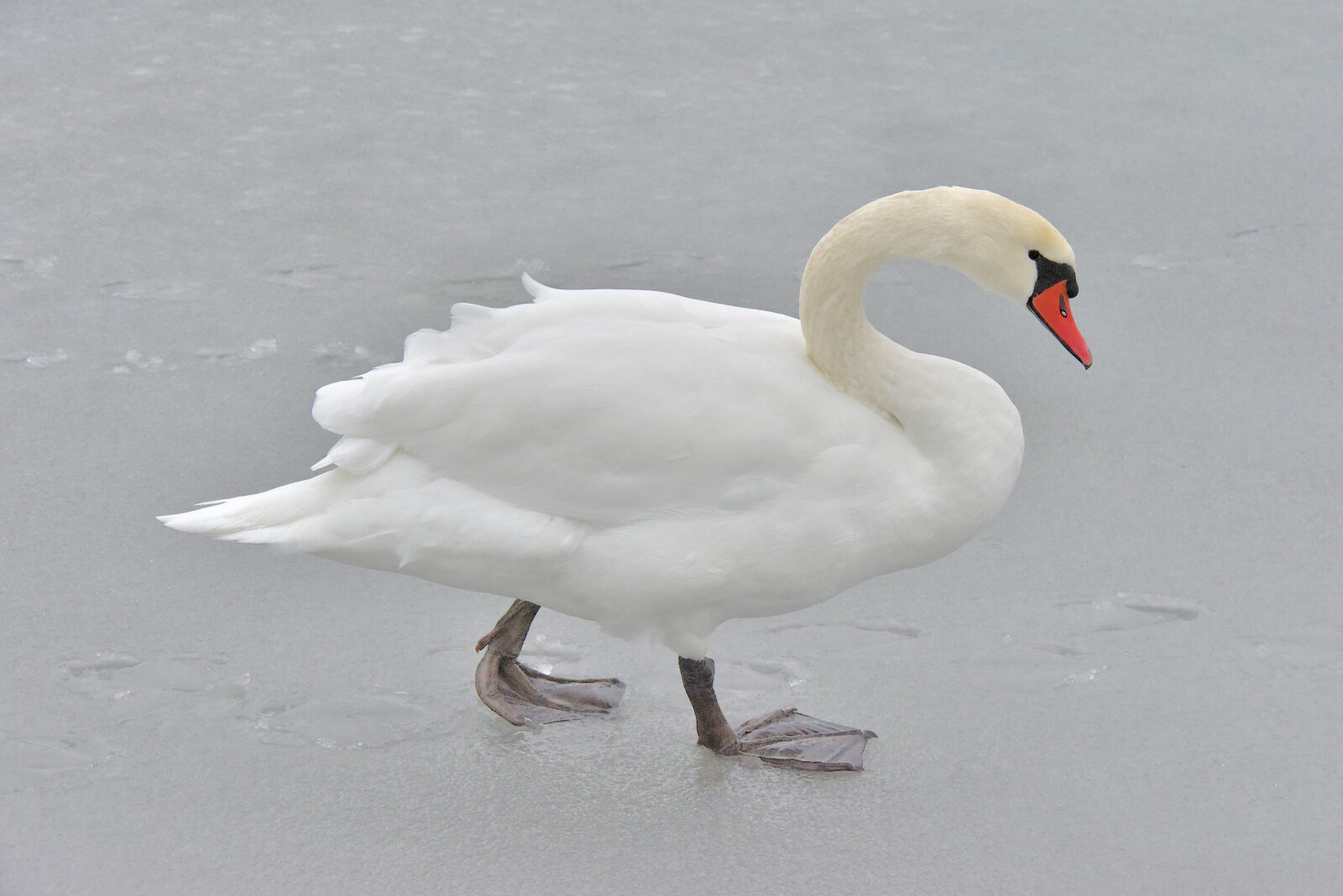 Valokuvaaja: Reijo Juurinen