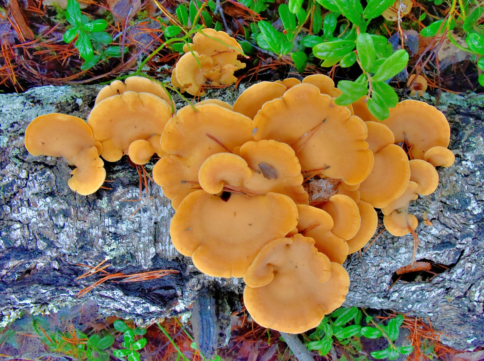 Valokuvaaja: Reijo Juurinen