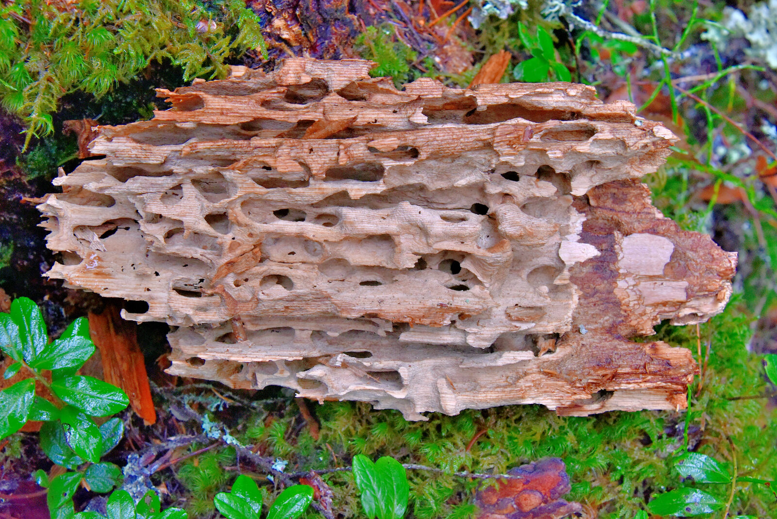 Valokuvaaja: Reijo Juurinen