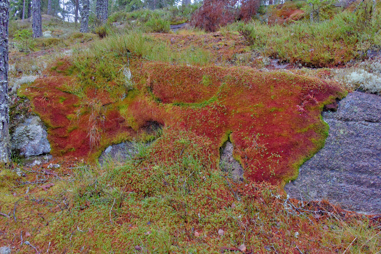 Valokuvaaja: Reijo Juurinen