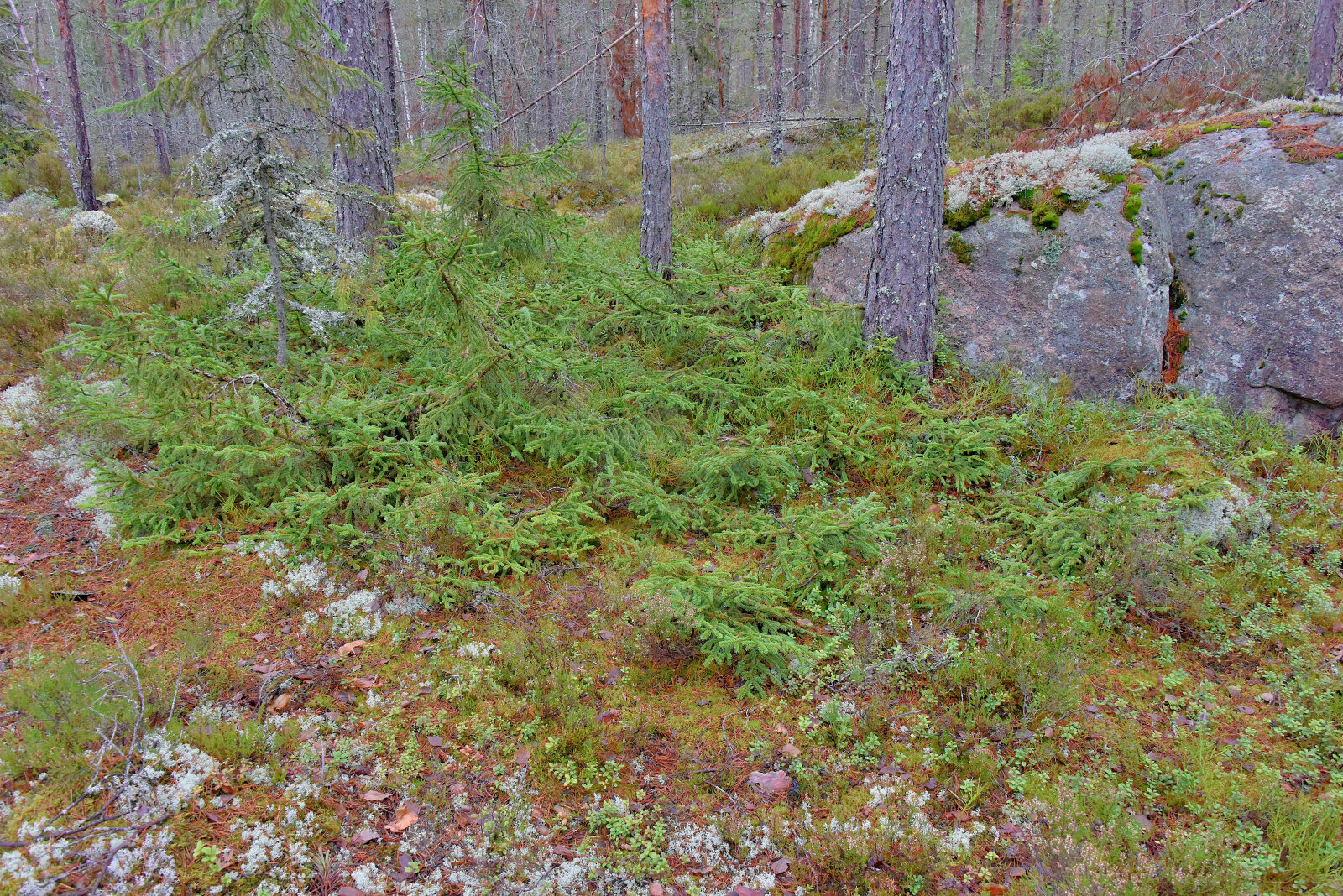 Valokuvaaja: Reijo Juurinen