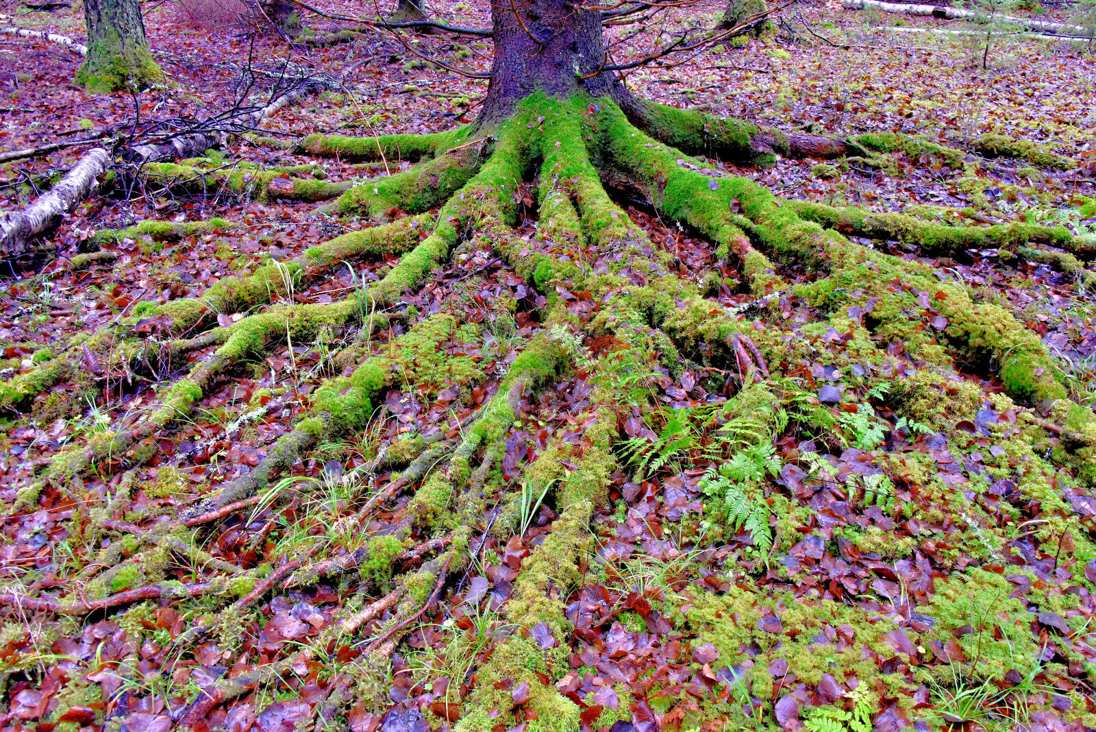 Valokuvaaja: Reijo Juurinen