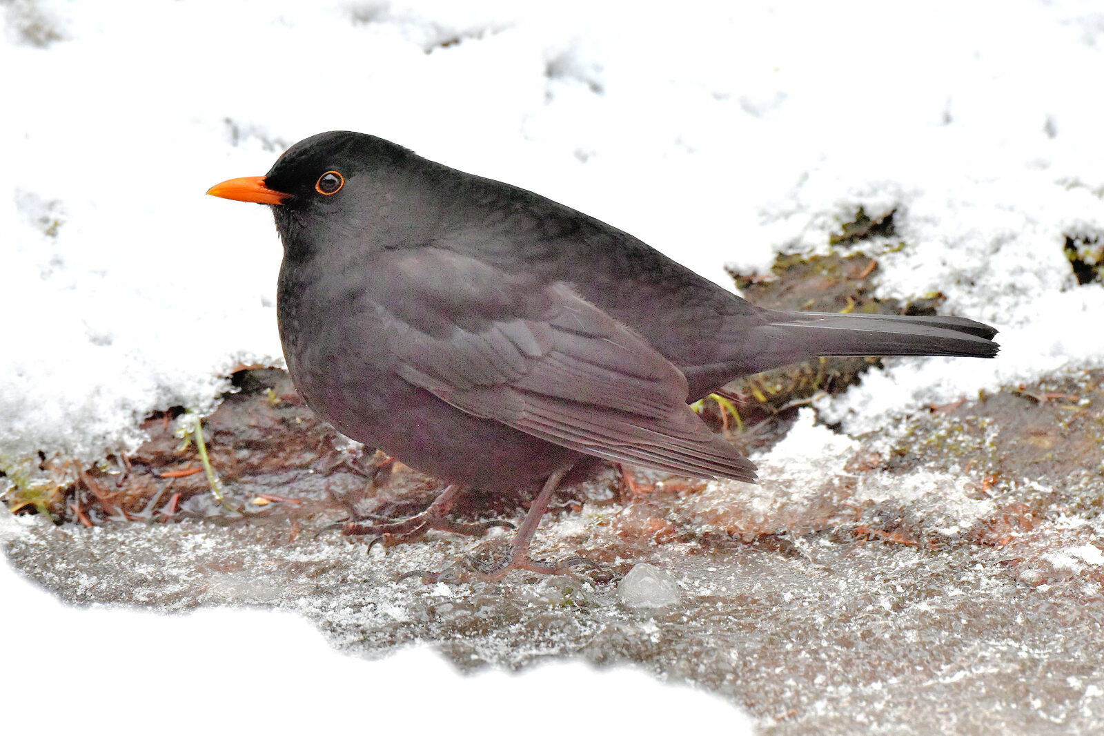 Valokuvaaja: Reijo Juurinen