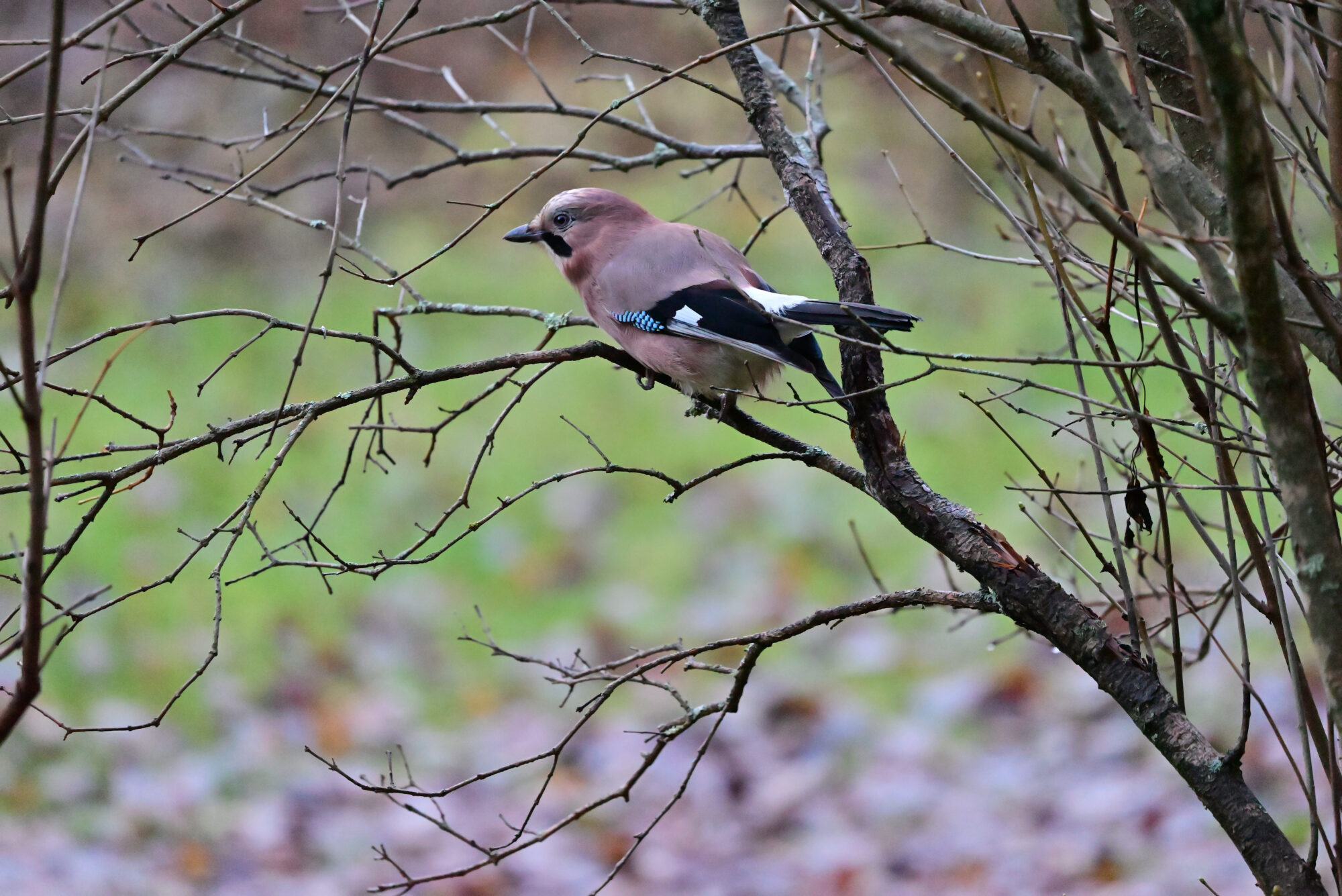 Valokuvaaja: Mikko Suhonen