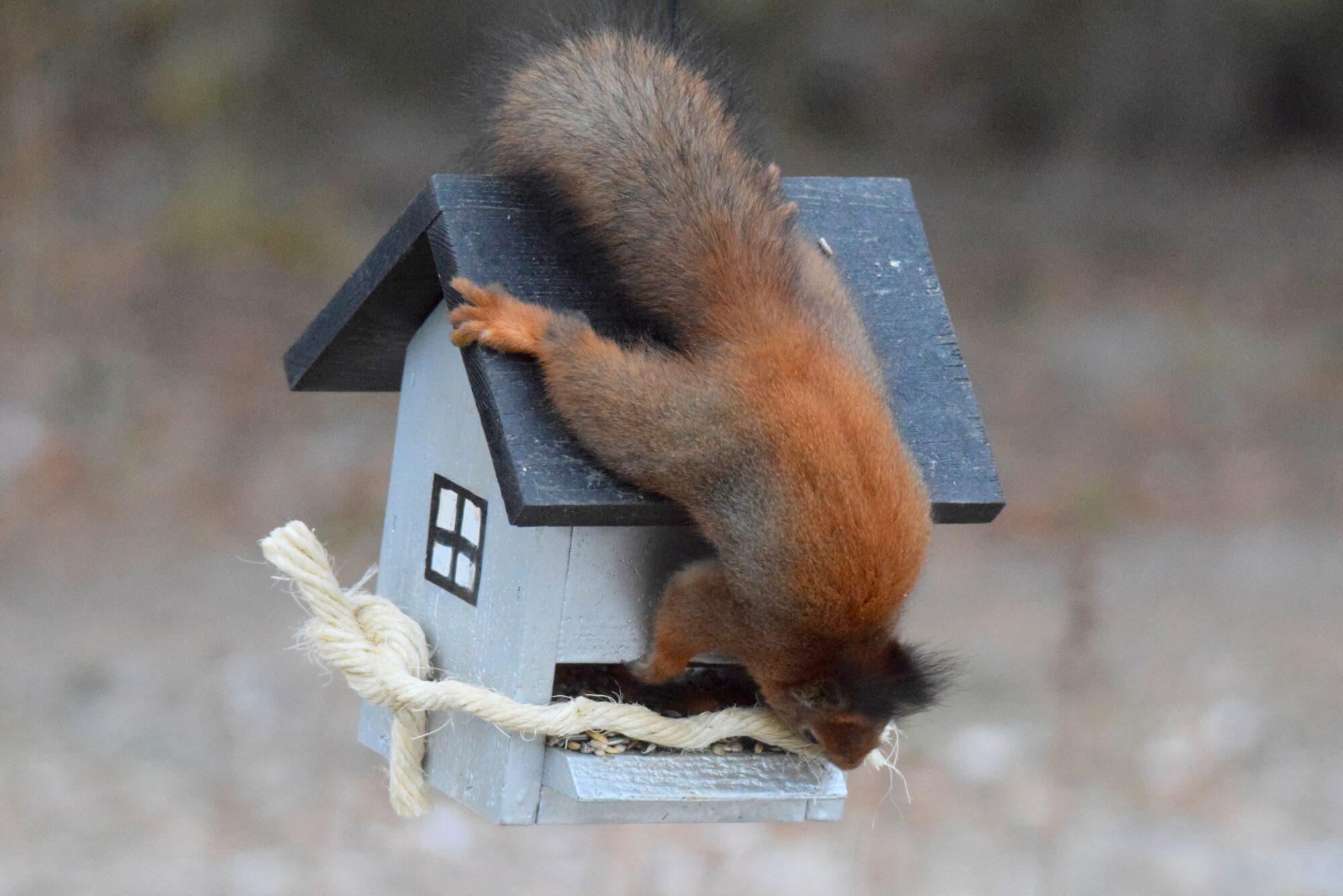 Valokuvaaja: Kaarlo Asikainen