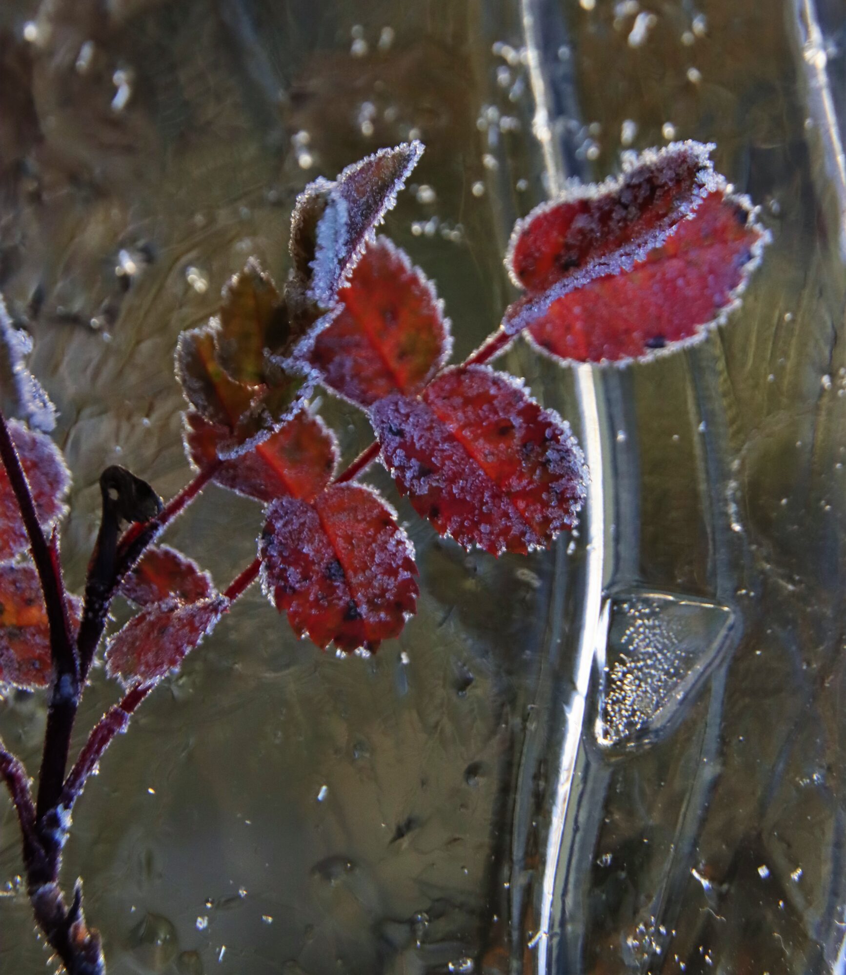 Valokuvaaja: Irja Lehtinen