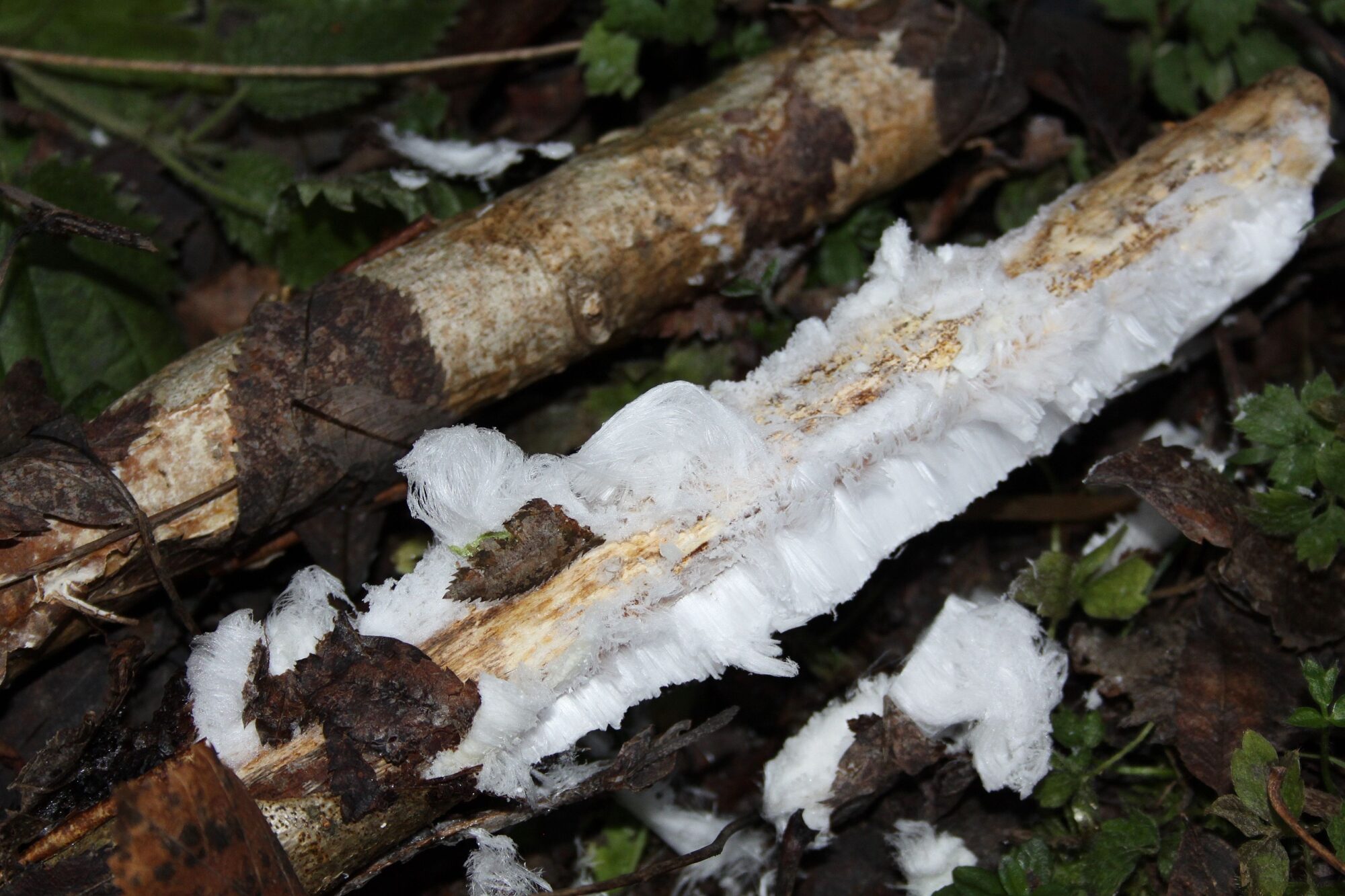 Valokuvaaja: Pirkko Siukonen