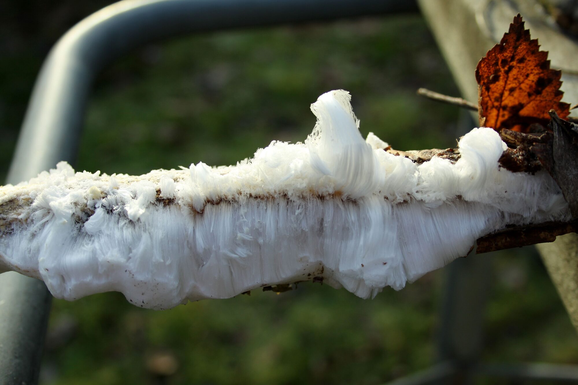 Valokuvaaja: Pirkko Siukonen