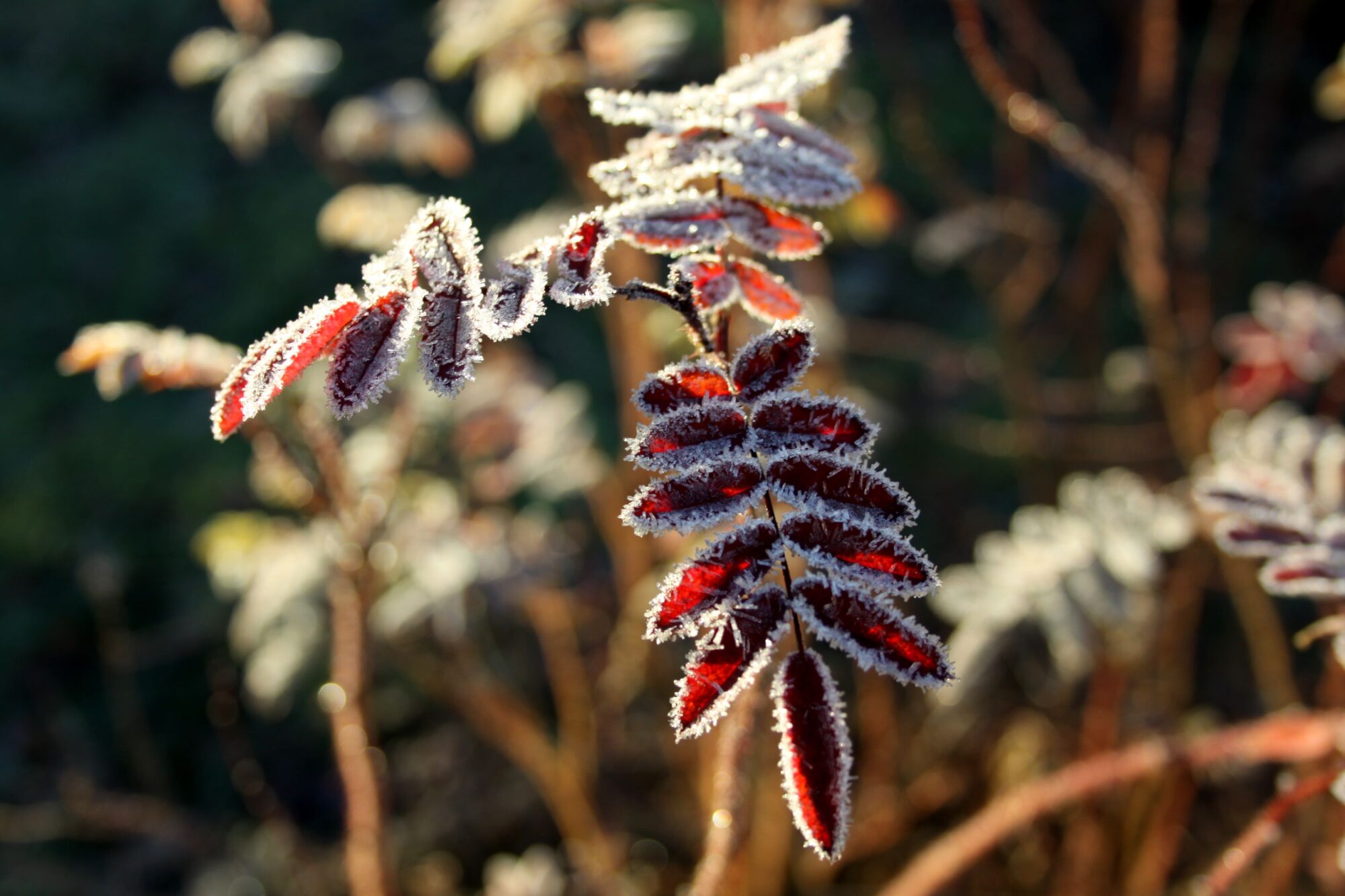 Valokuvaaja: Pirkko Siukonen