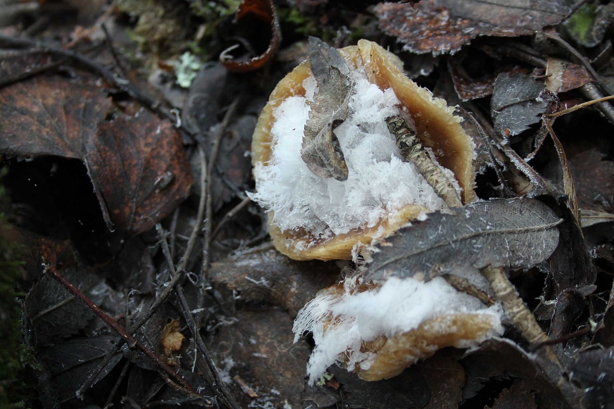 Valokuvaaja: Pirkko Siukonen