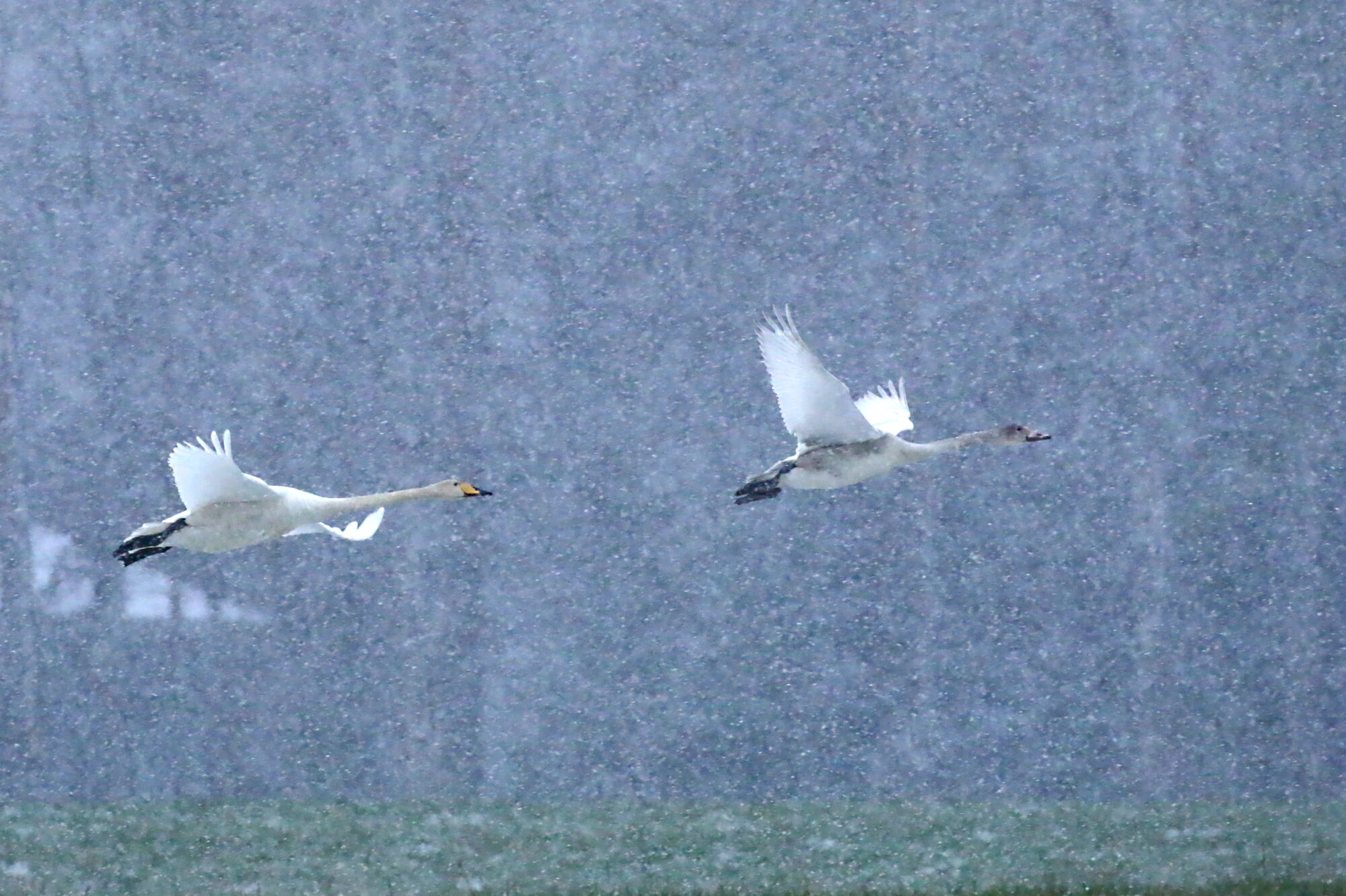 Valokuvaaja: Antero Tykkyläinen