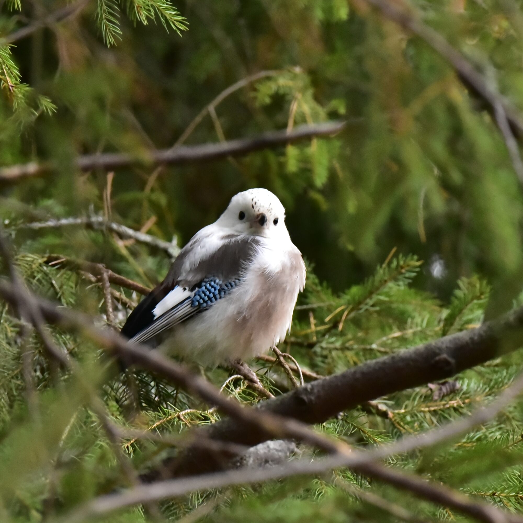 Valokuvaaja: Yvonne Okkola