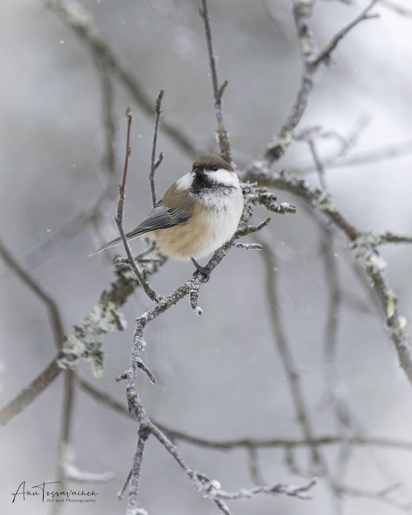 Valokuvaaja: Anu Tossavainen