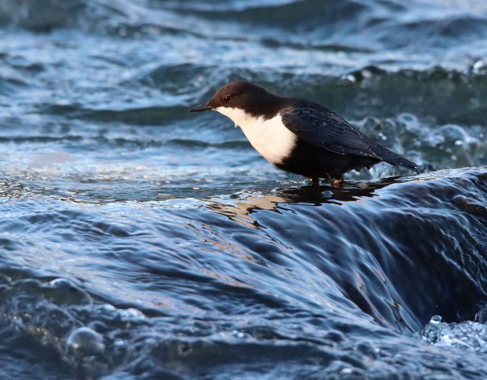 Valokuvaaja: Irja Lehtinen