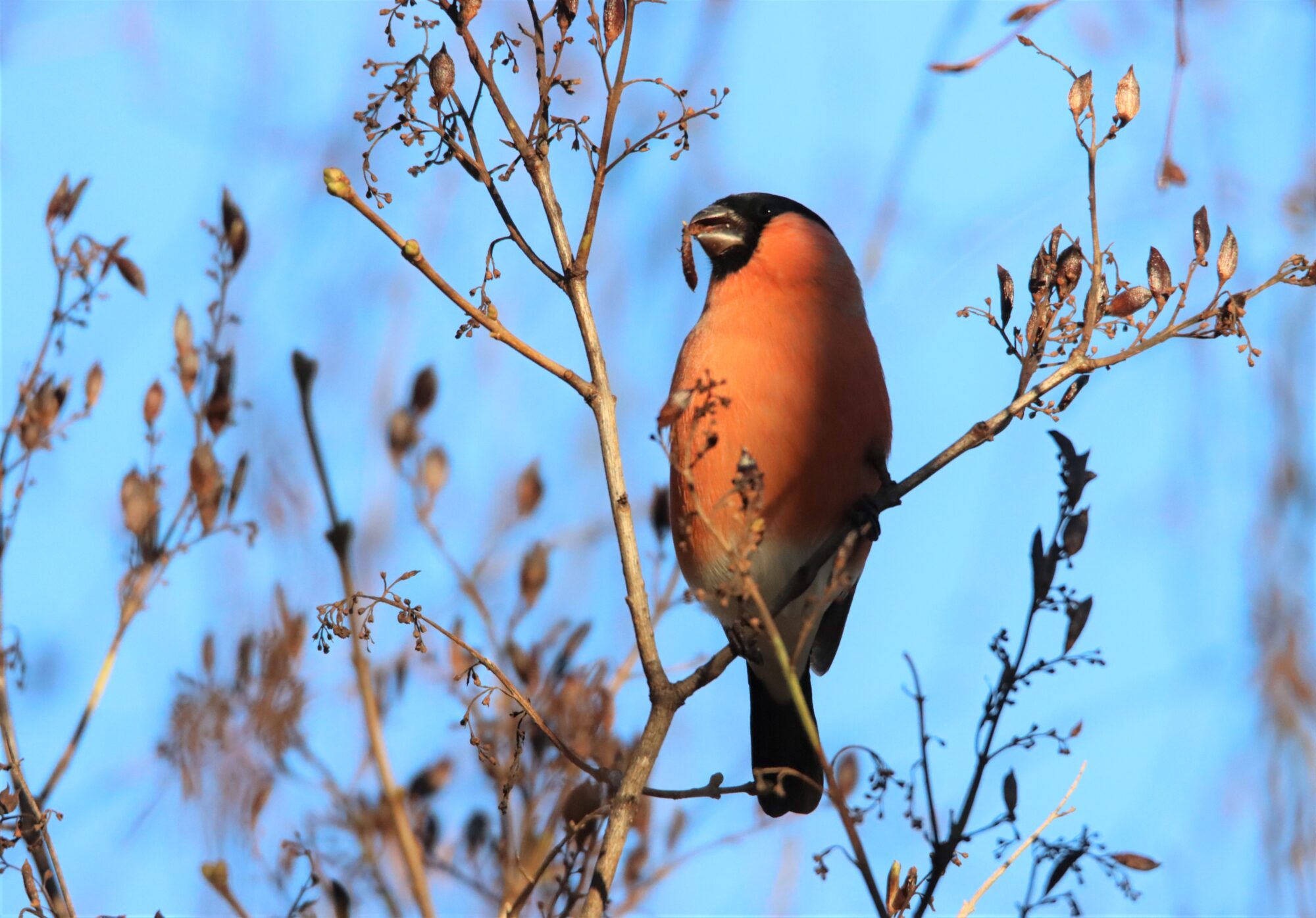 Valokuvaaja: Irja Lehtinen
