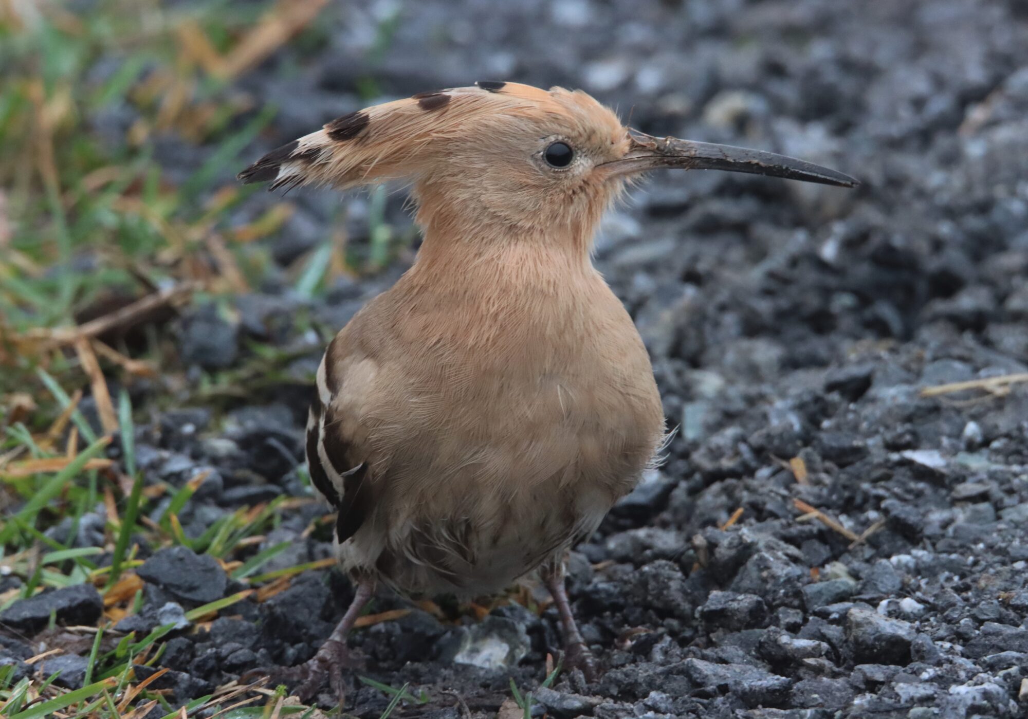 Valokuvaaja: Irja Lehtinen Valokuvaaja: Irja Lehtinen