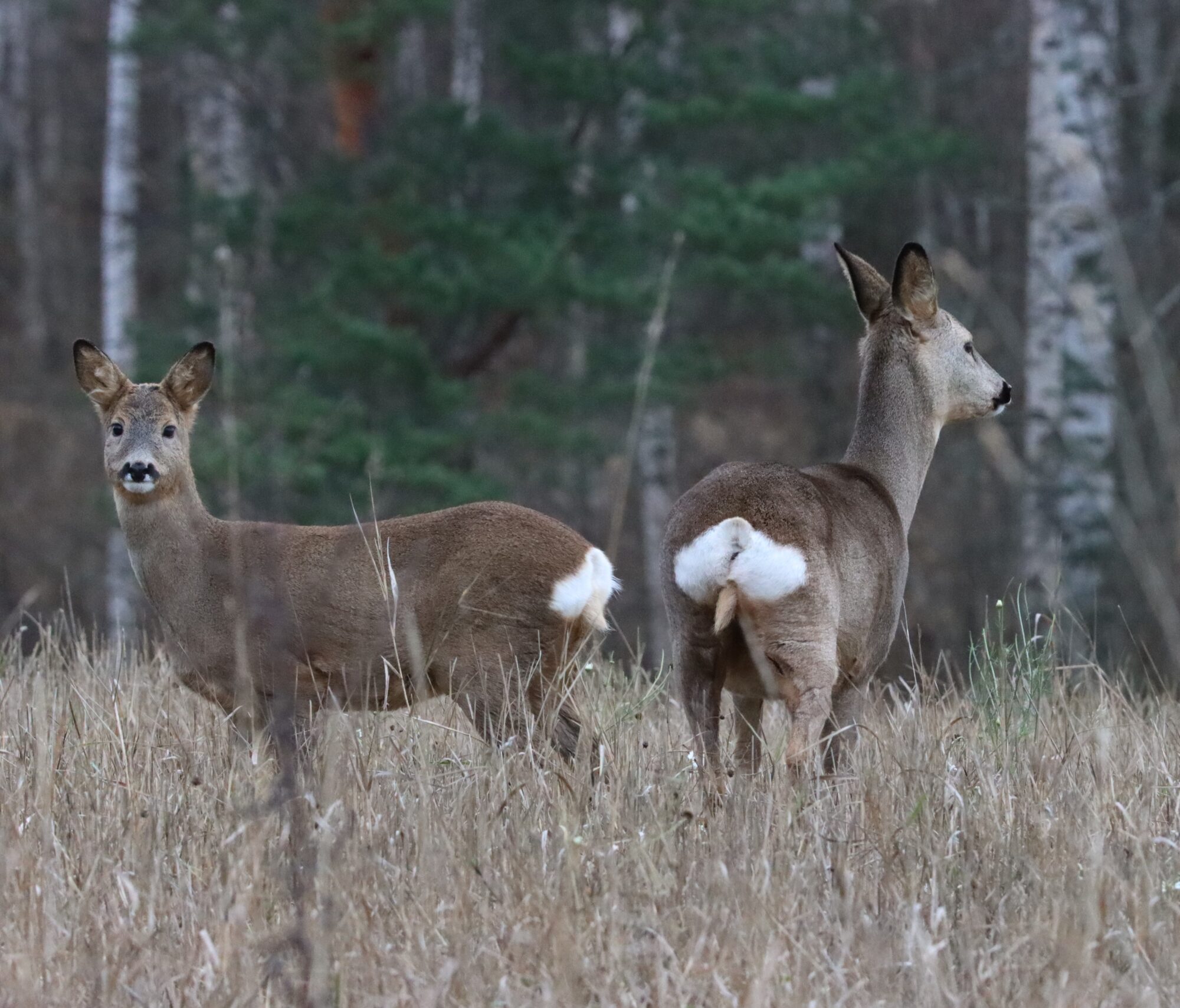 Valokuvaaja: Irja Lehtinen