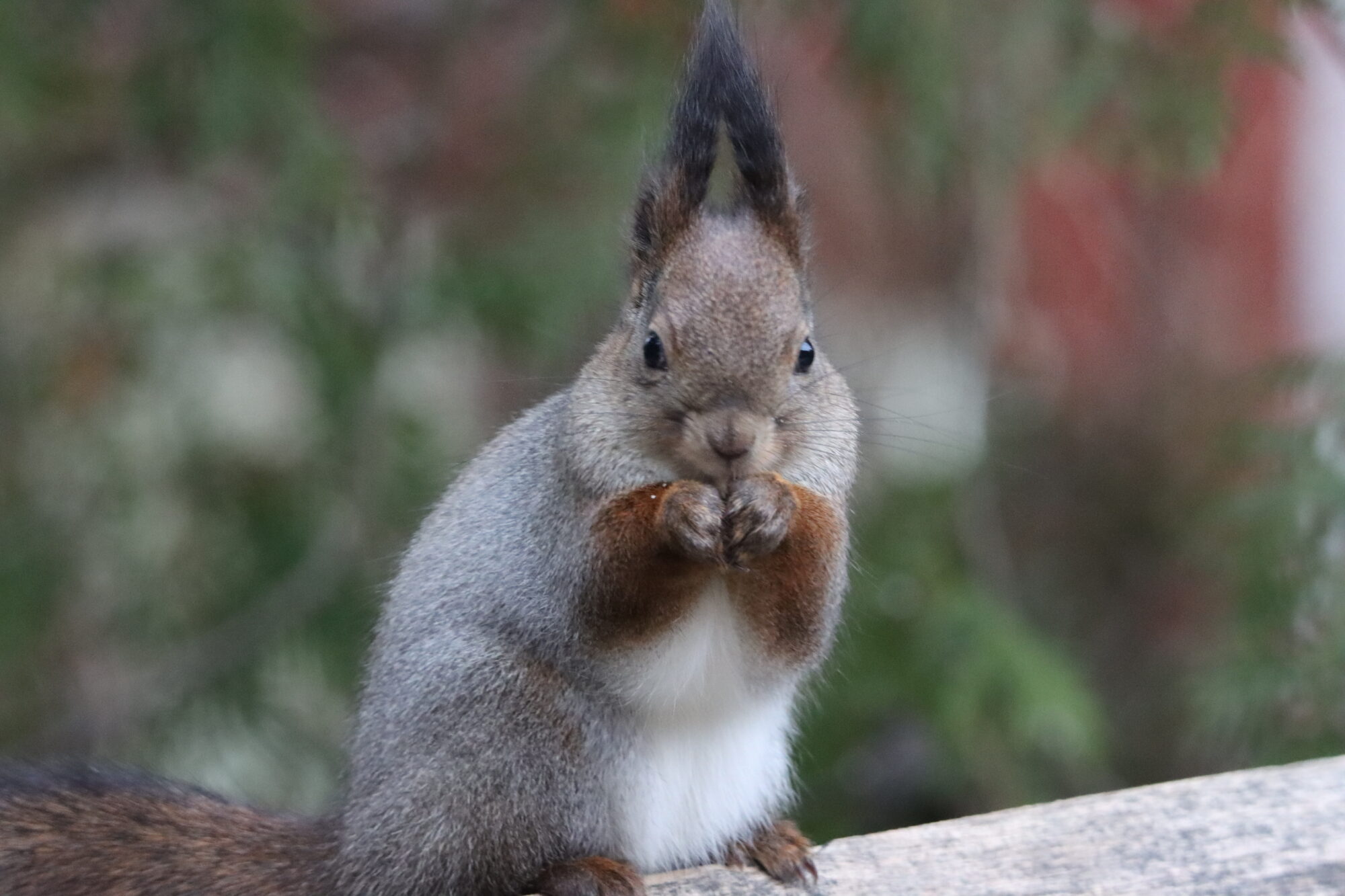 Valokuvaaja: Irja Lehtinen