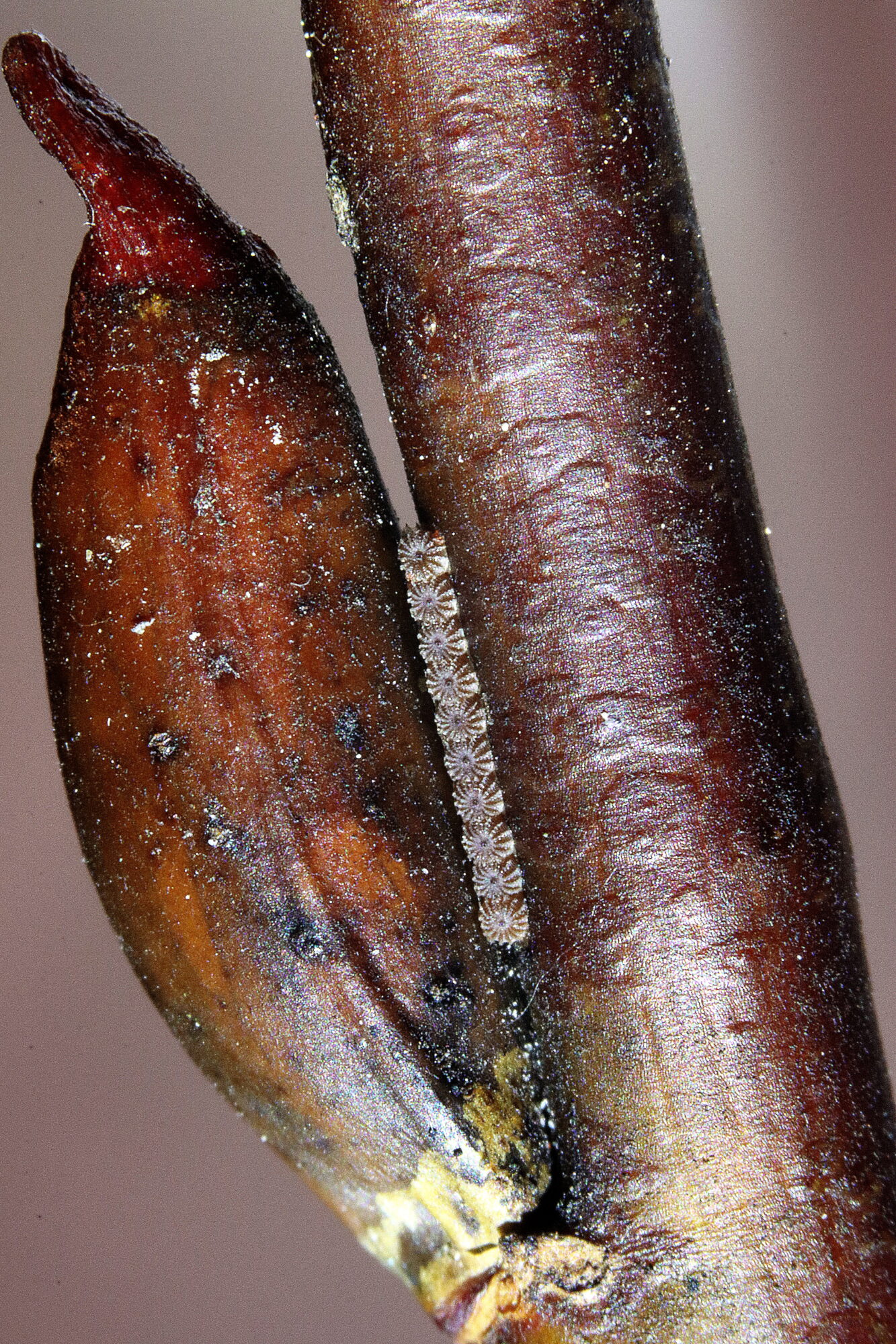 Valokuvaaja: Hannu Rasiranta