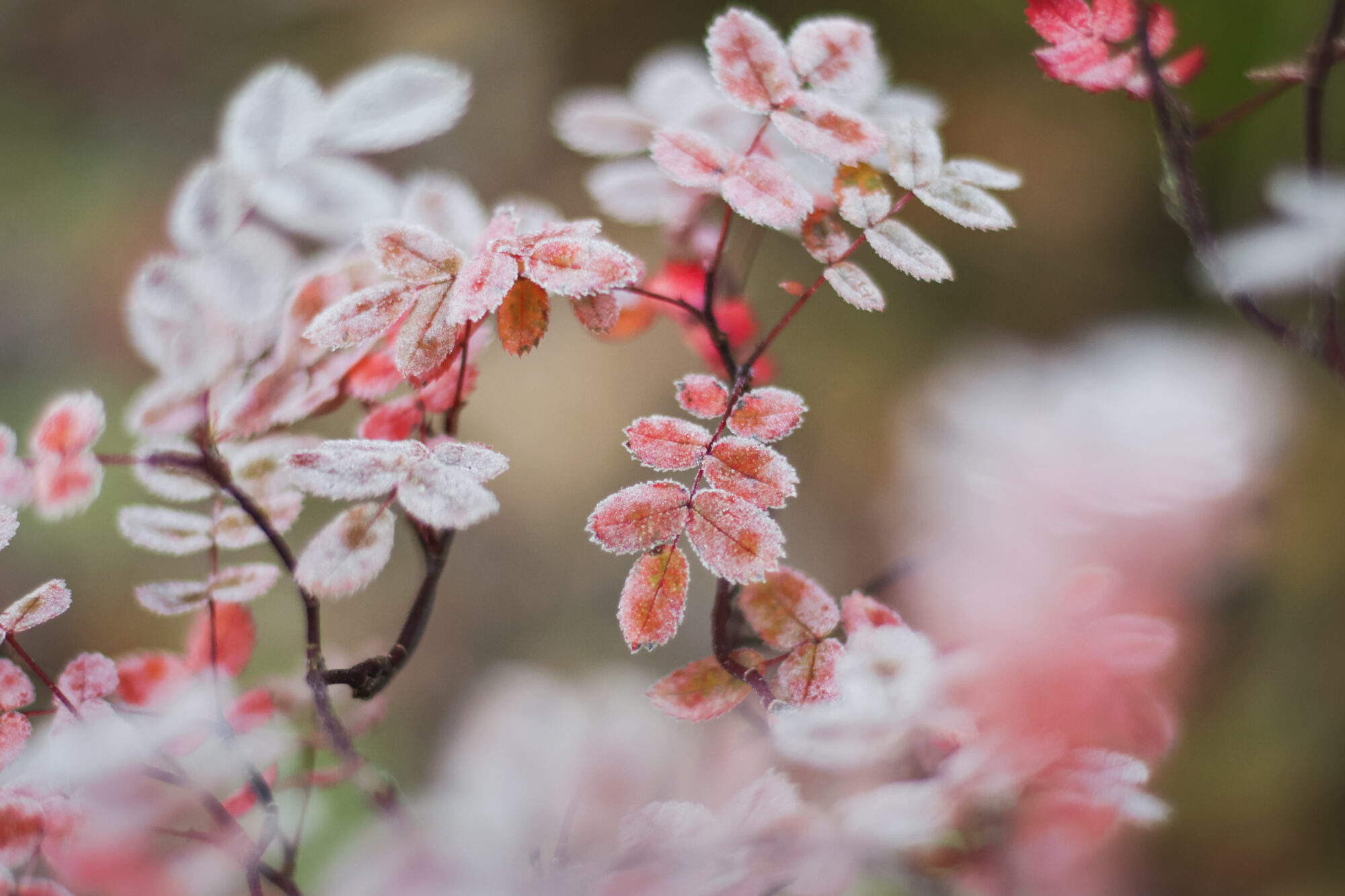 Valokuvaaja: Fanny Tuominen