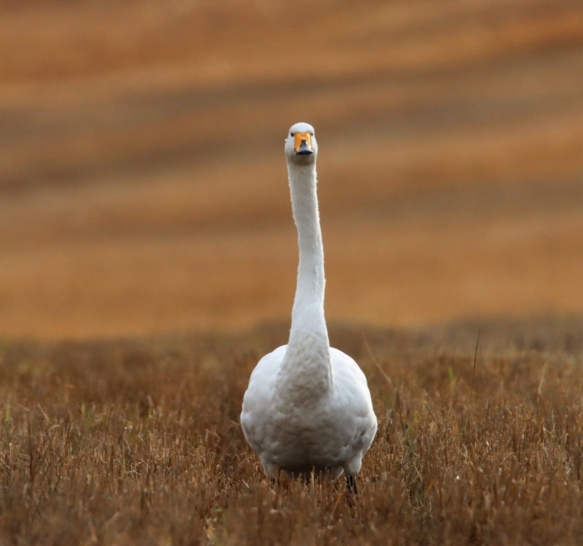 Valokuvaaja: Irja Lehtinen