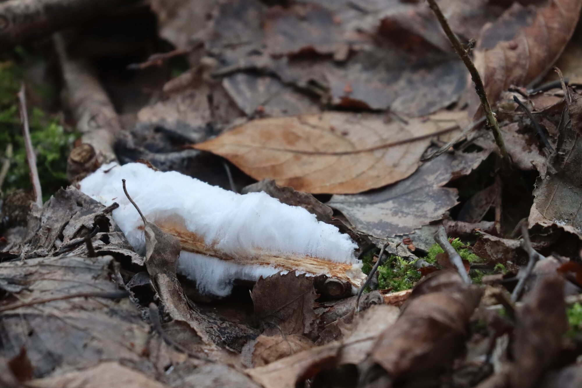 Valokuvaaja: Susanna Hannula