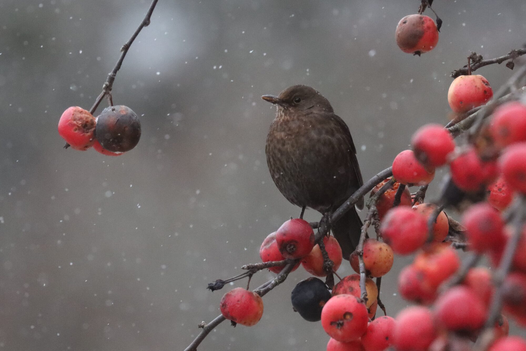 Valokuvaaja: Susanna Hannula