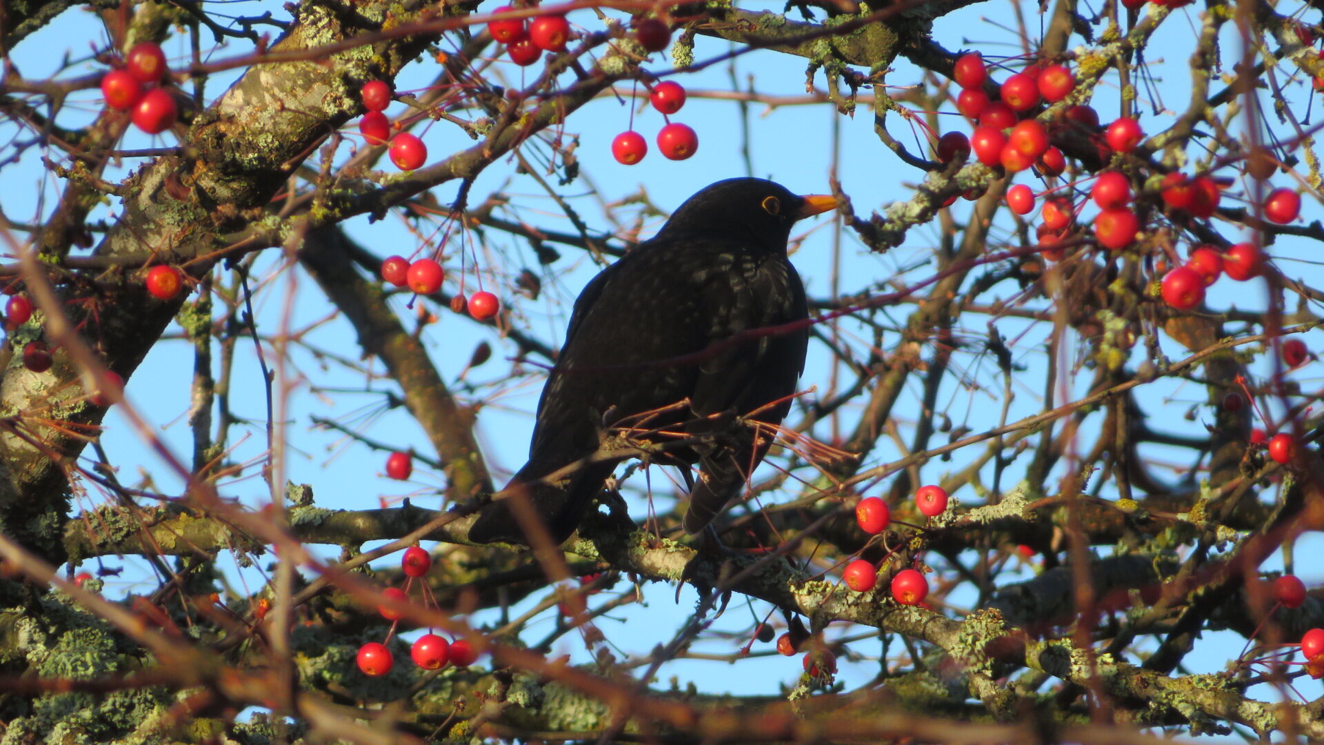 Valokuvaaja: Risto Kangassalo Valokuvaaja: Risto Kangassalo