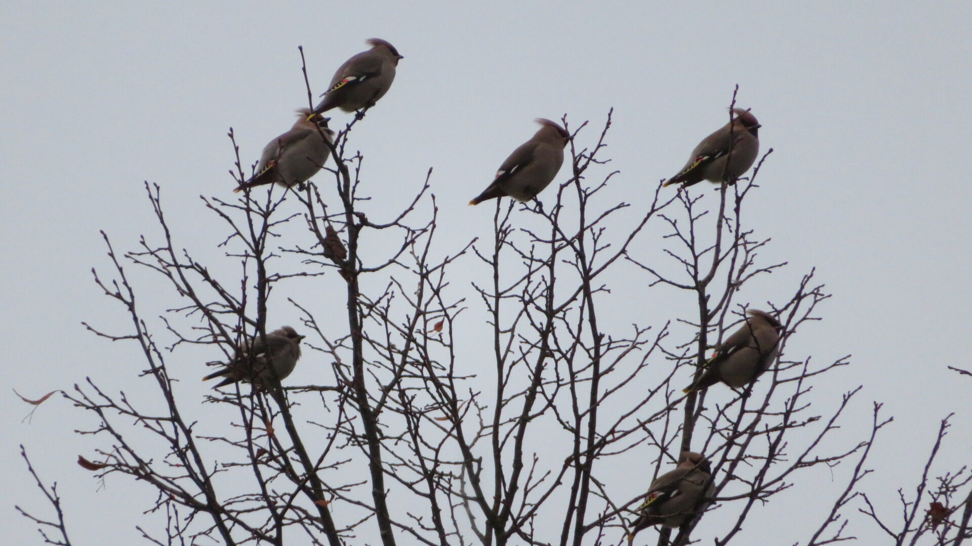 Valokuvaaja: Risto Kangassalo