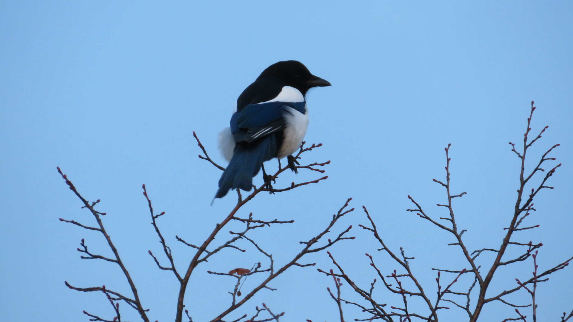 Valokuvaaja: Risto Kangassalo