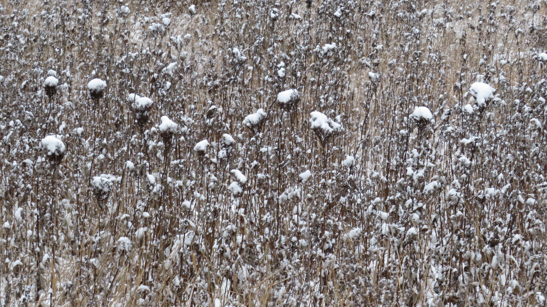 Valokuvaaja: Risto Kangassalo Valokuvaaja: Risto Kangassalo