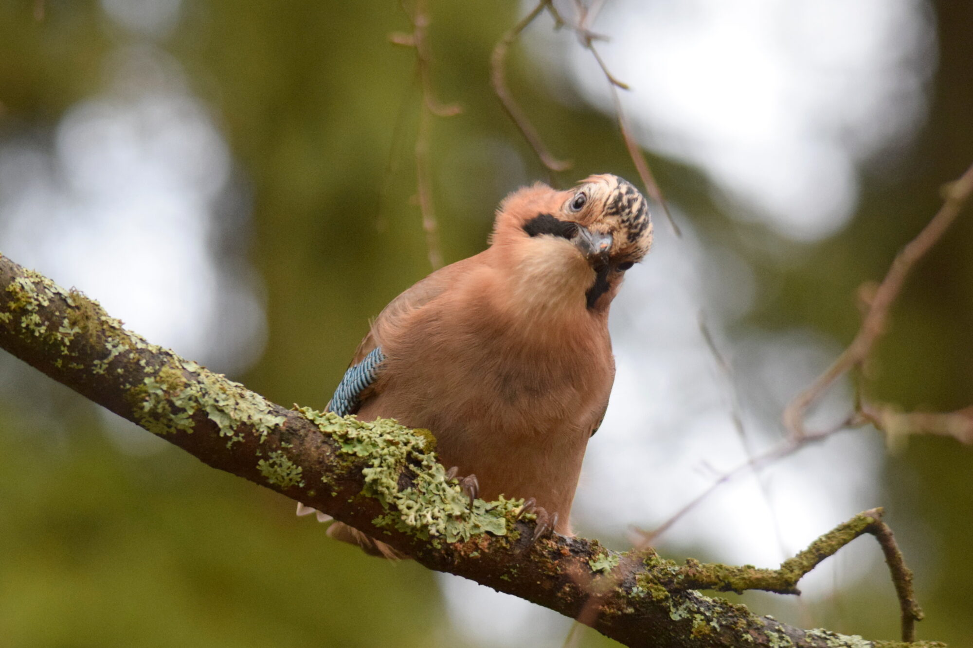 Valokuvaaja: Kaarlo Asikainen