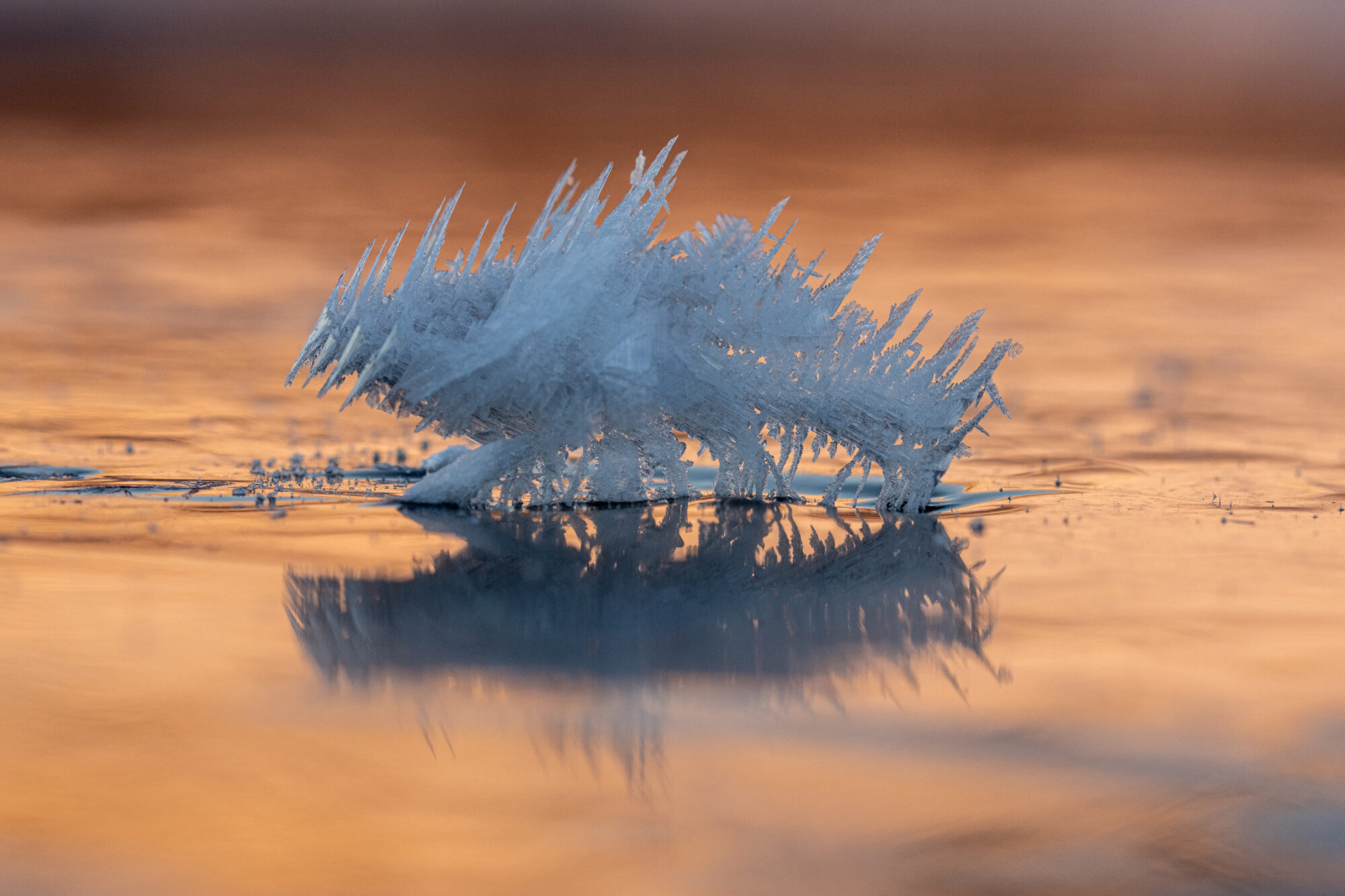 Valokuvaaja: Katri Niskanen