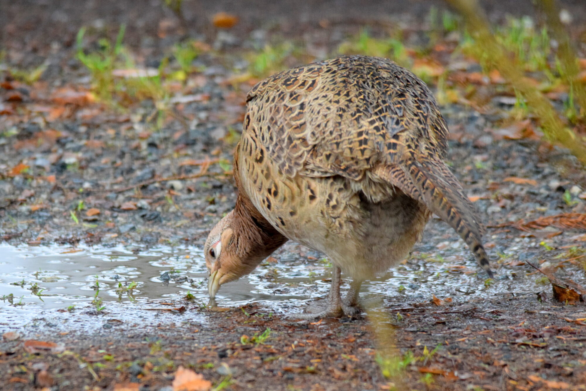Valokuvaaja: Kaarlo Asikainen