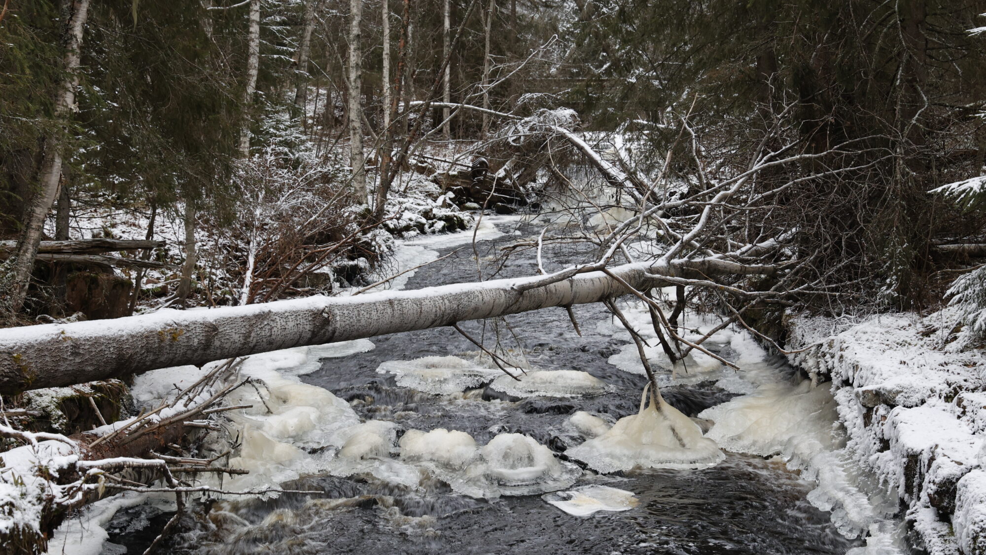 Valokuvaaja: Tommi Kujala