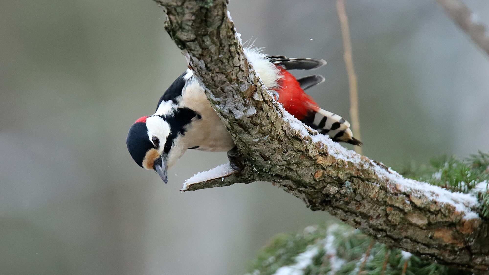 Valokuvaaja: sirpa Jyske Valokuvaaja: sirpa Jyske