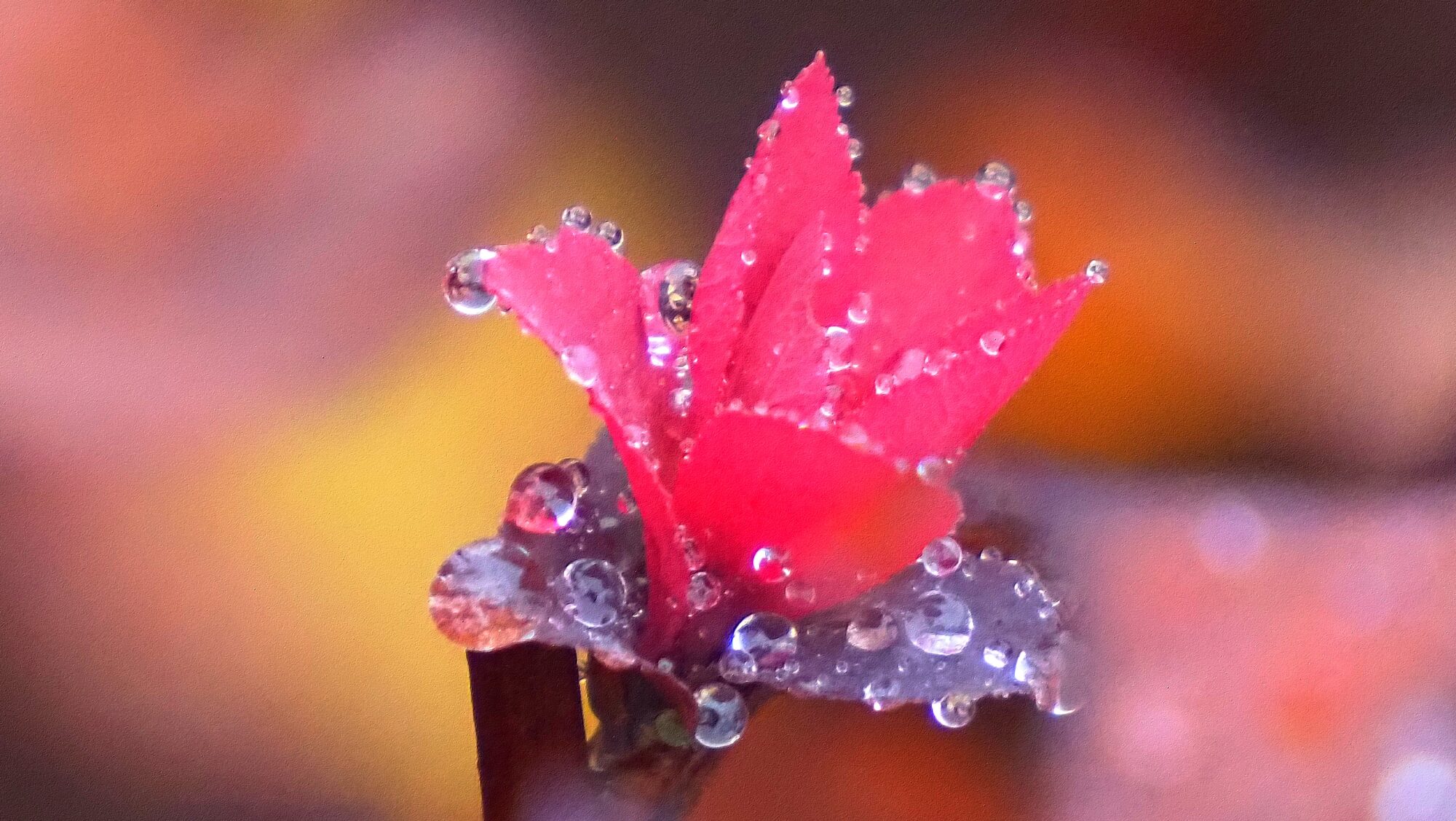 Valokuvaaja: Arja Valtonen