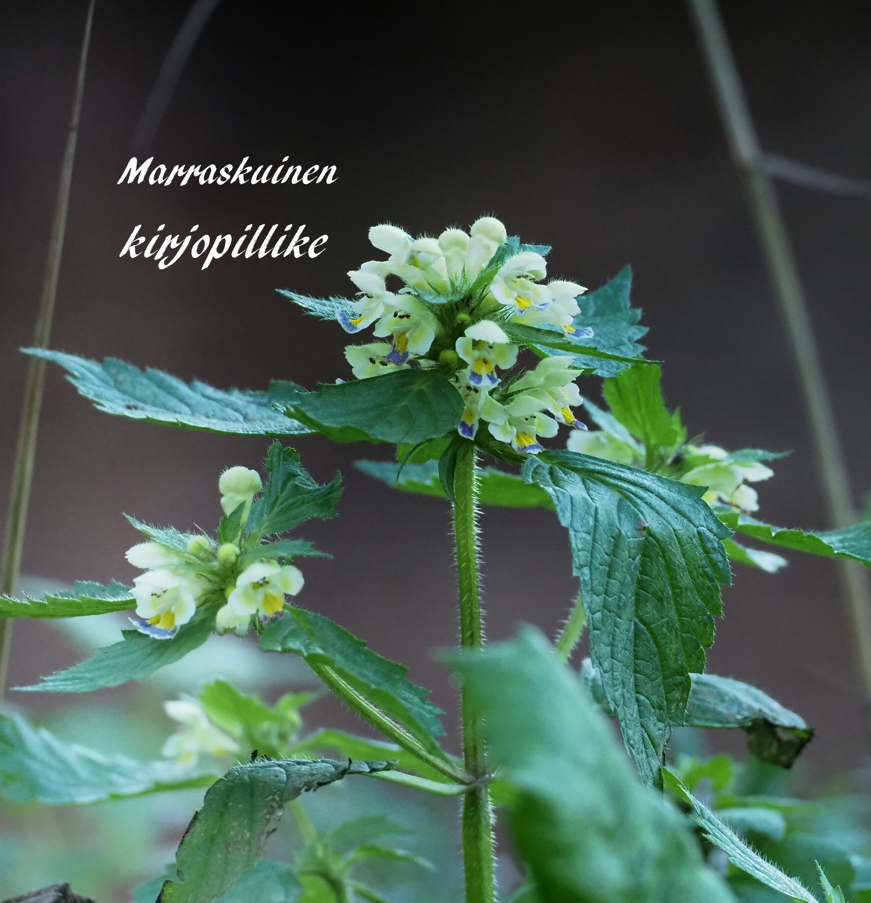 Valokuvaaja: Kari Aaltonen, Salo