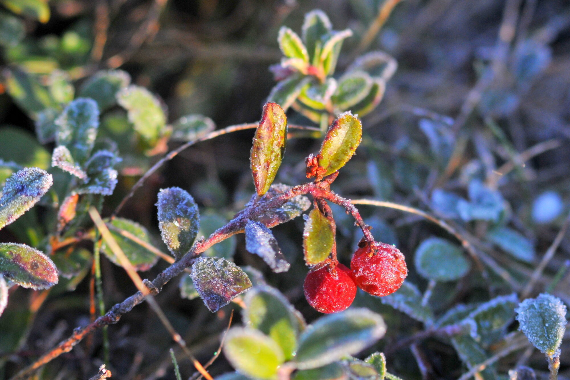 Valokuvaaja: Kaarlo Asikainen