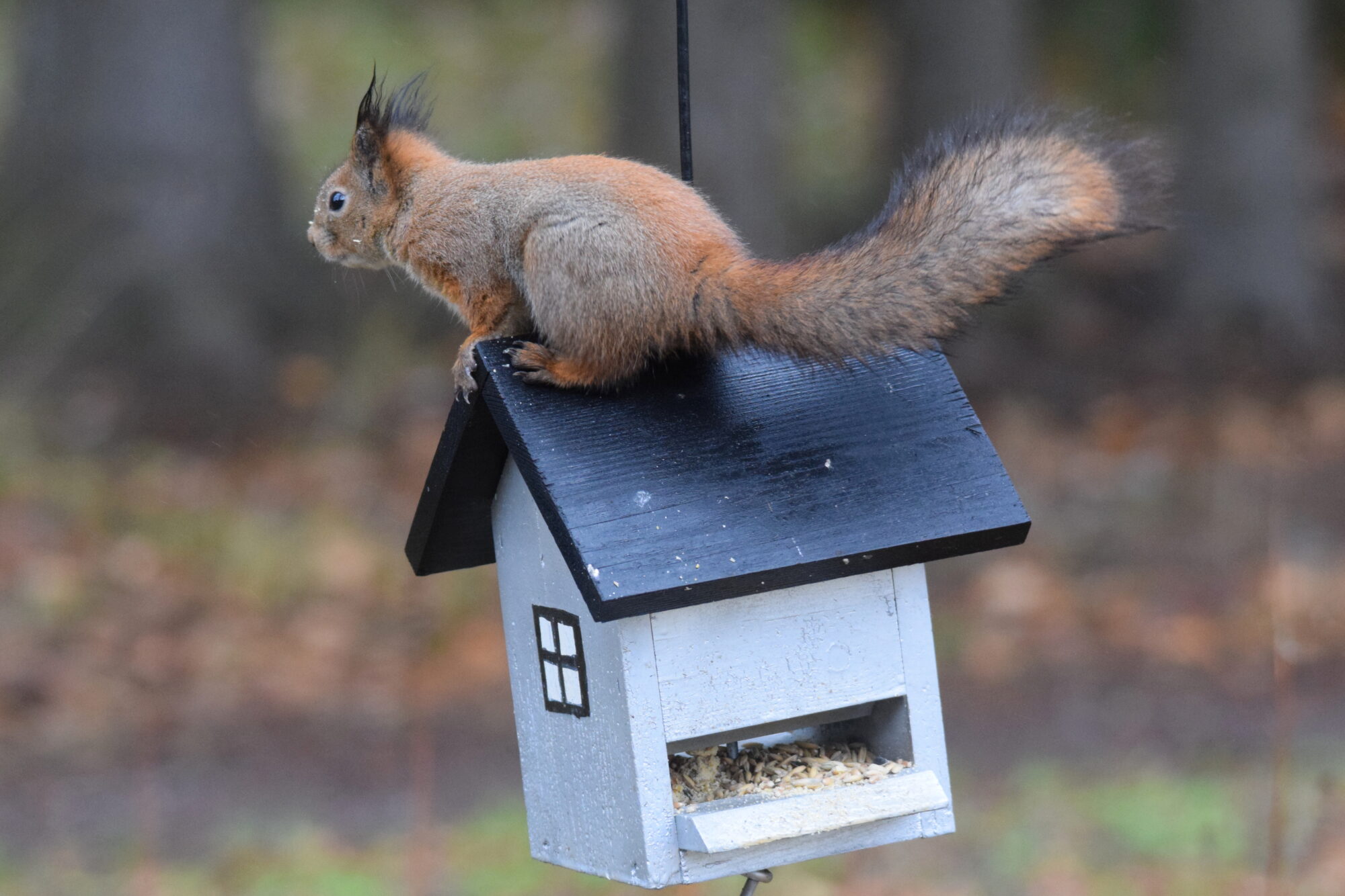 Valokuvaaja: Kaarlo Asikainen