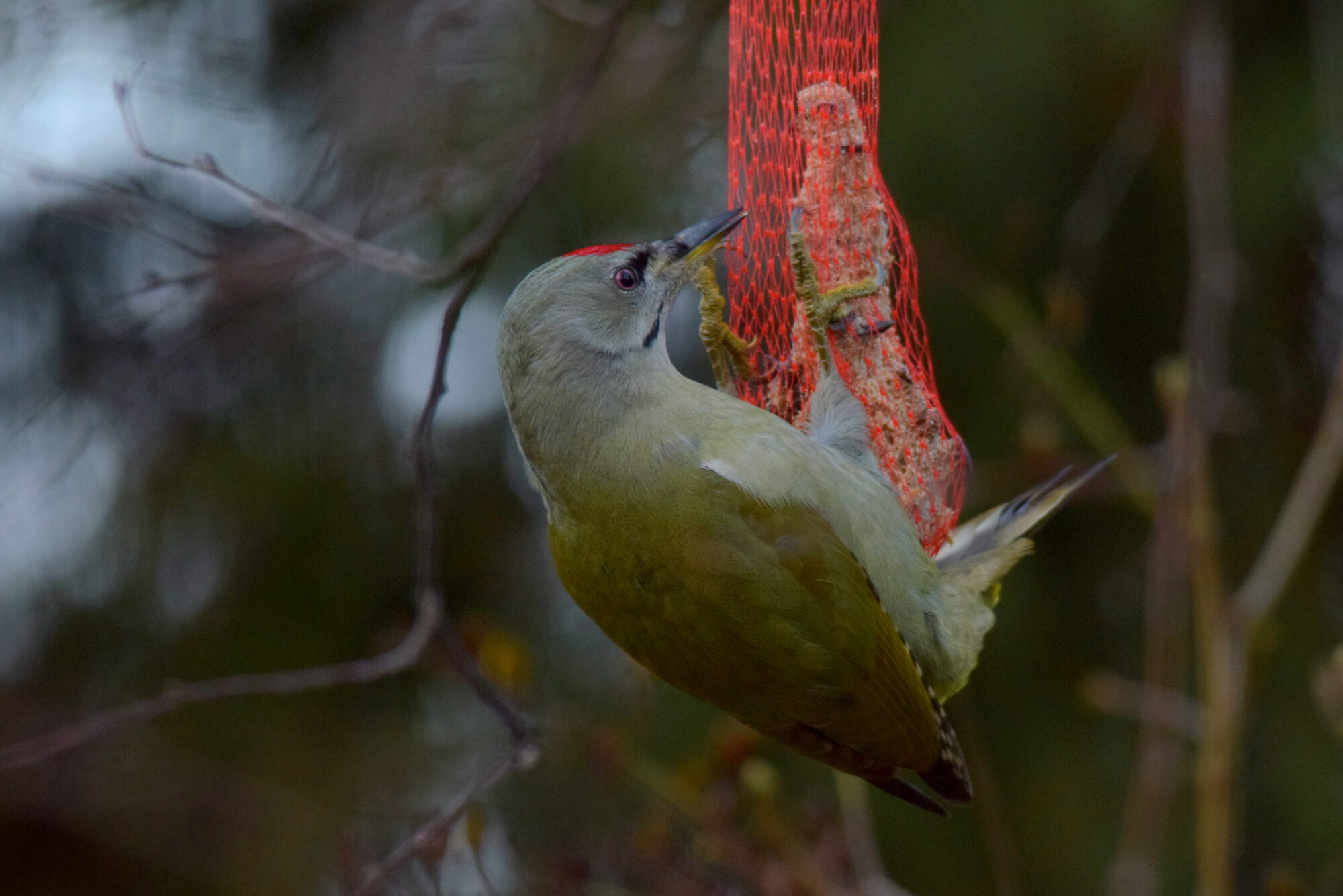 Valokuvaaja: Kaarlo Asikainen